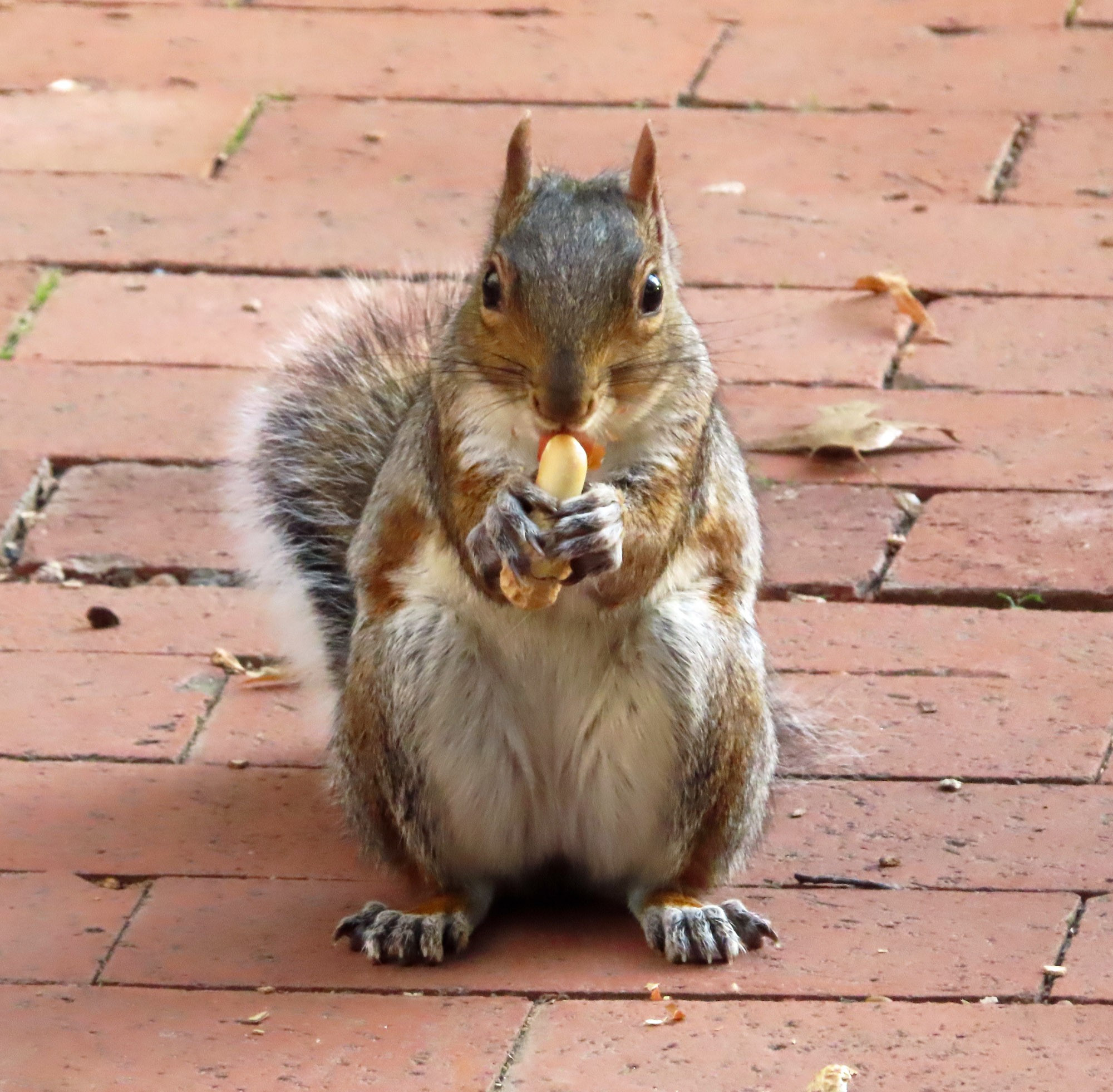 gray squirrel eating a nut on brick sidewalk 