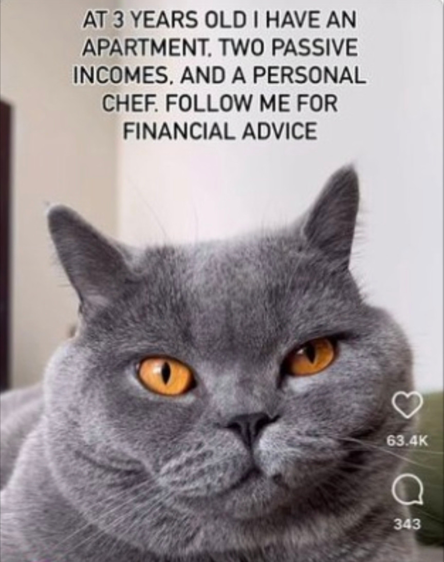 Picture of a gray cat with text: at 3 years old I have an apartment, two passive incomes and a personal chef. Follow me for financial advice