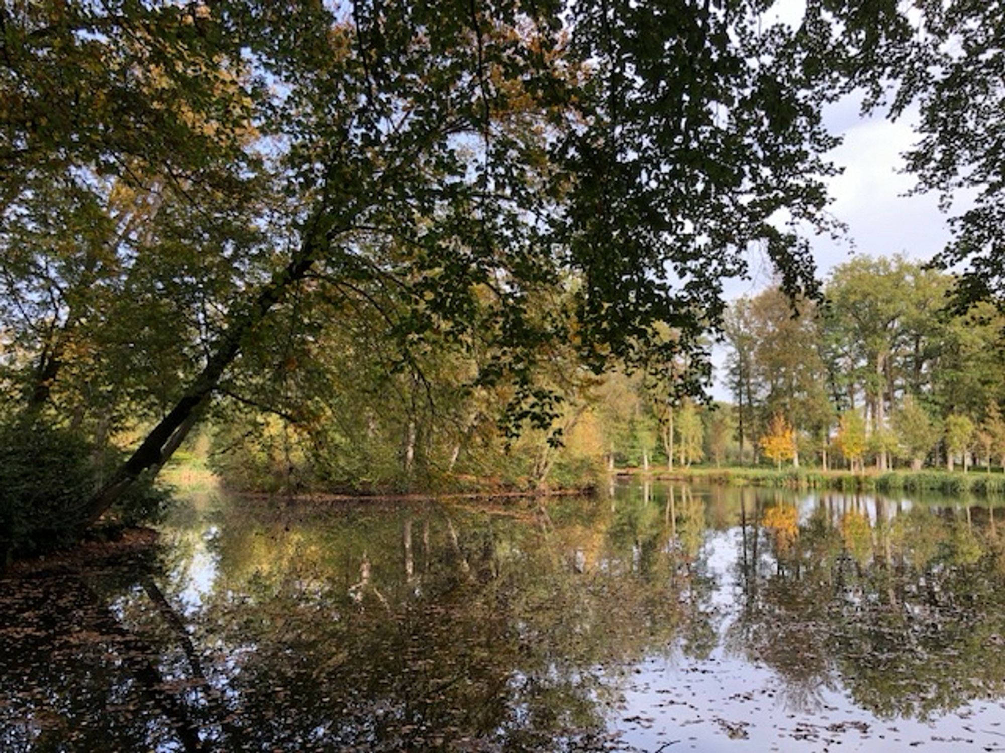 Schaduwen van bomen in een meertje