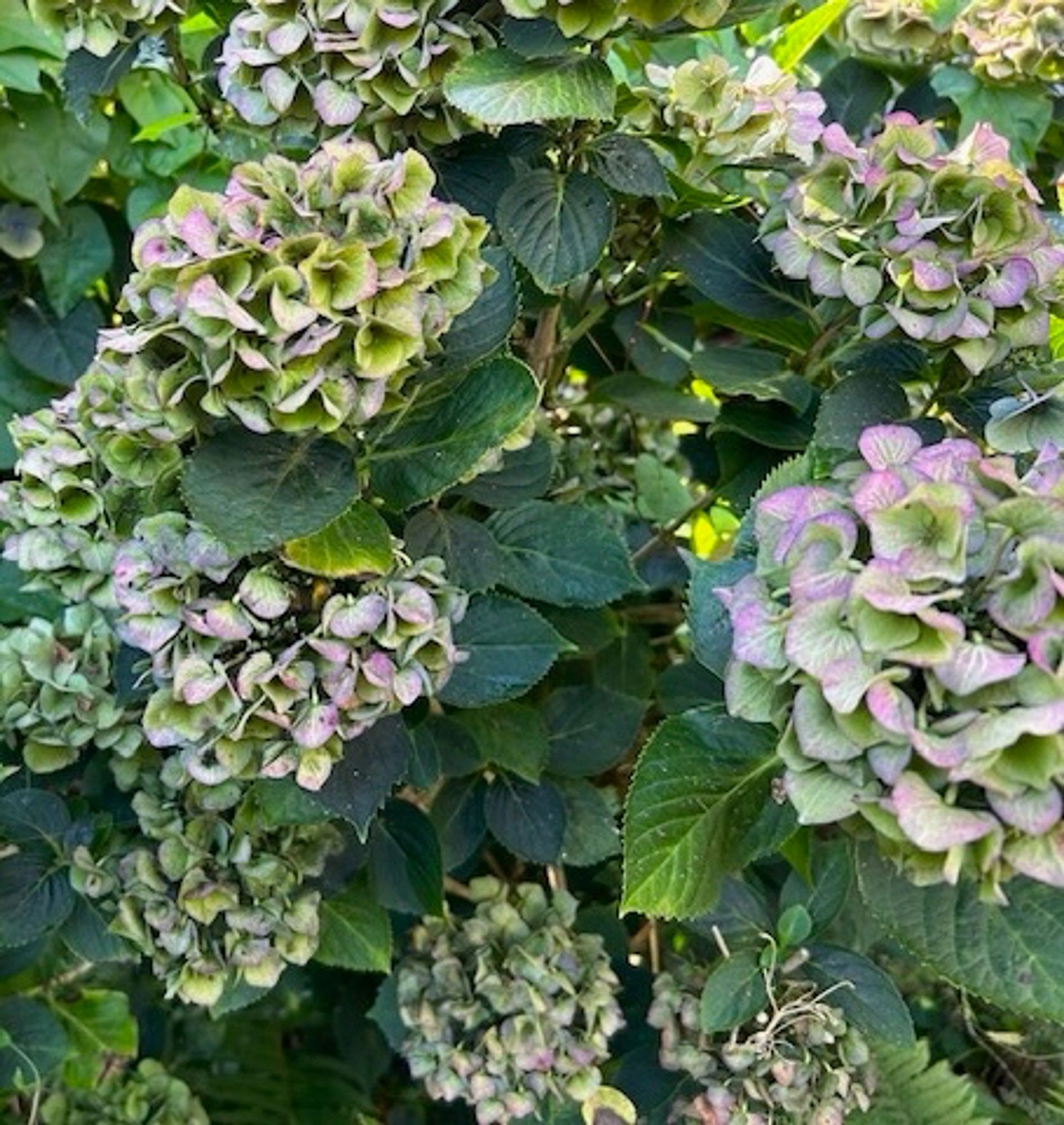 Uitgebloeide hortensia