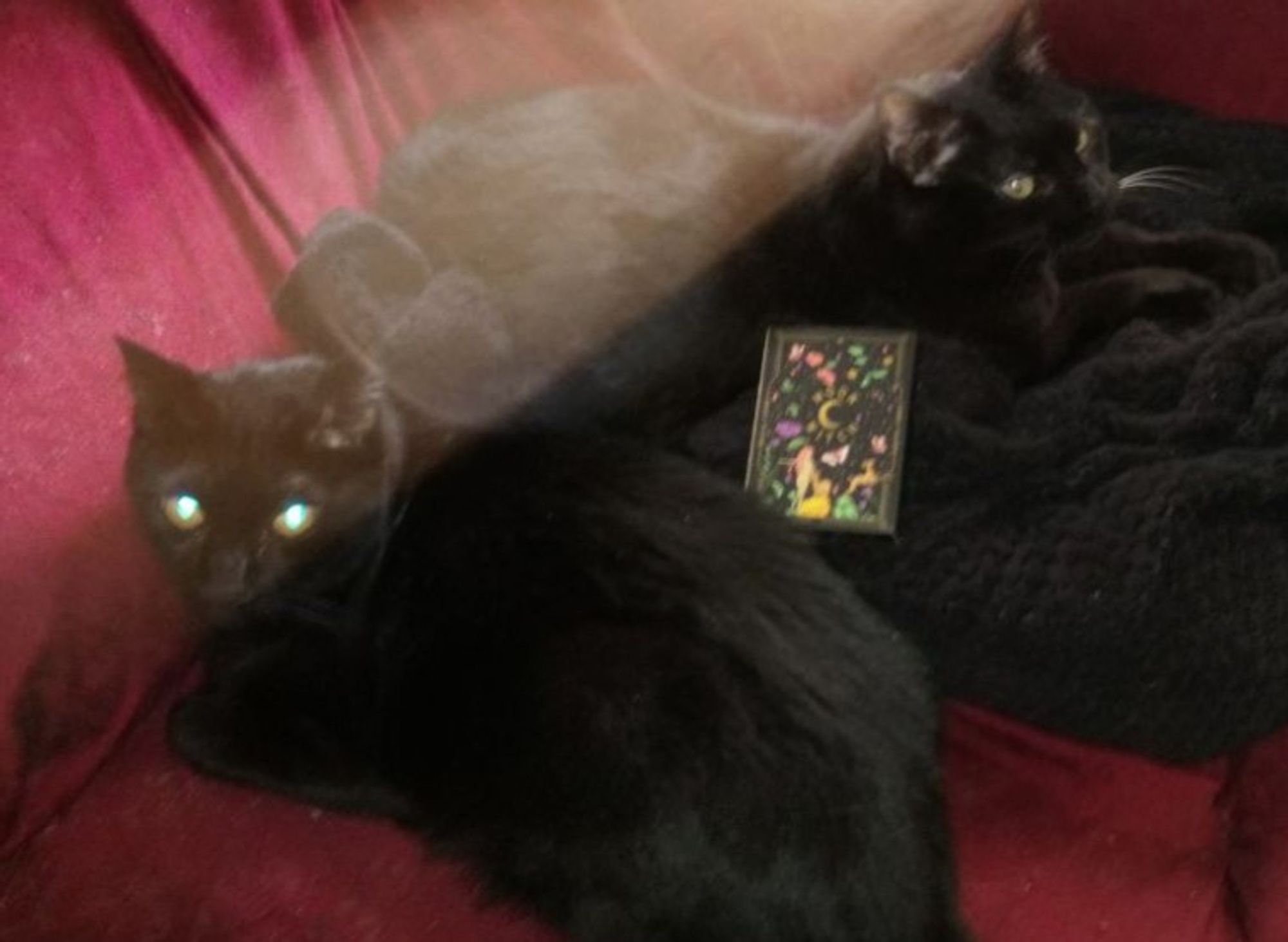 gatos, gatos negros, tarot, moon witch,