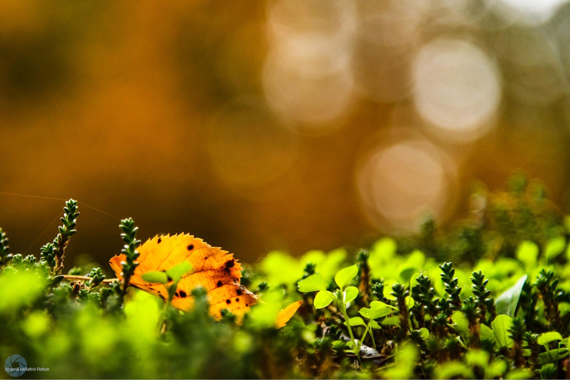 Herbstblatt auf Mauermoos.