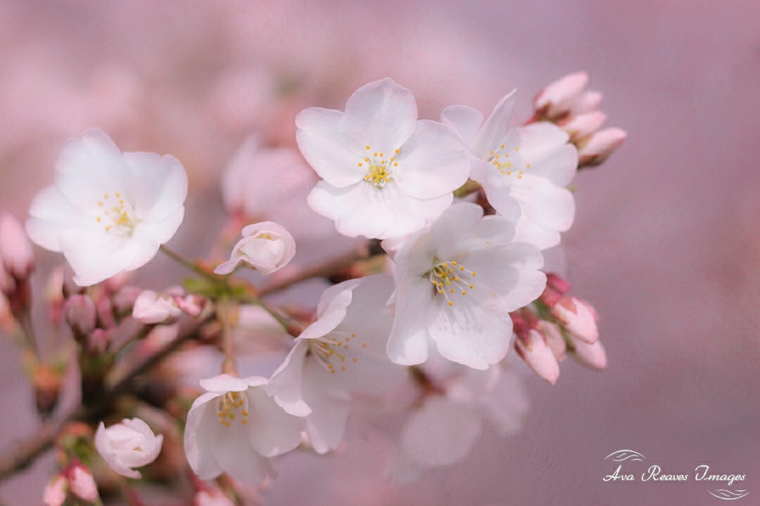 Cherry Blossoms