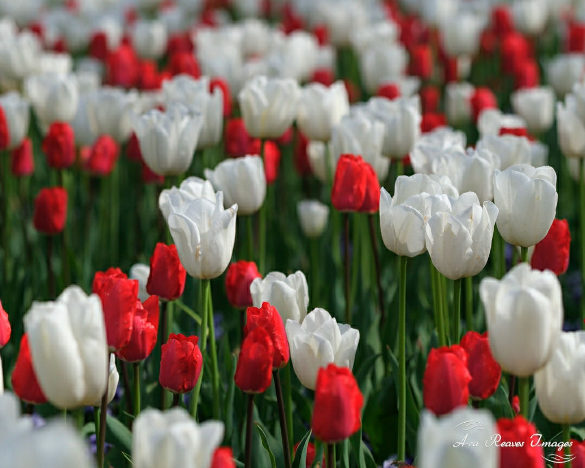 Red and white tulips at Lewis Ginter Botanical Garden