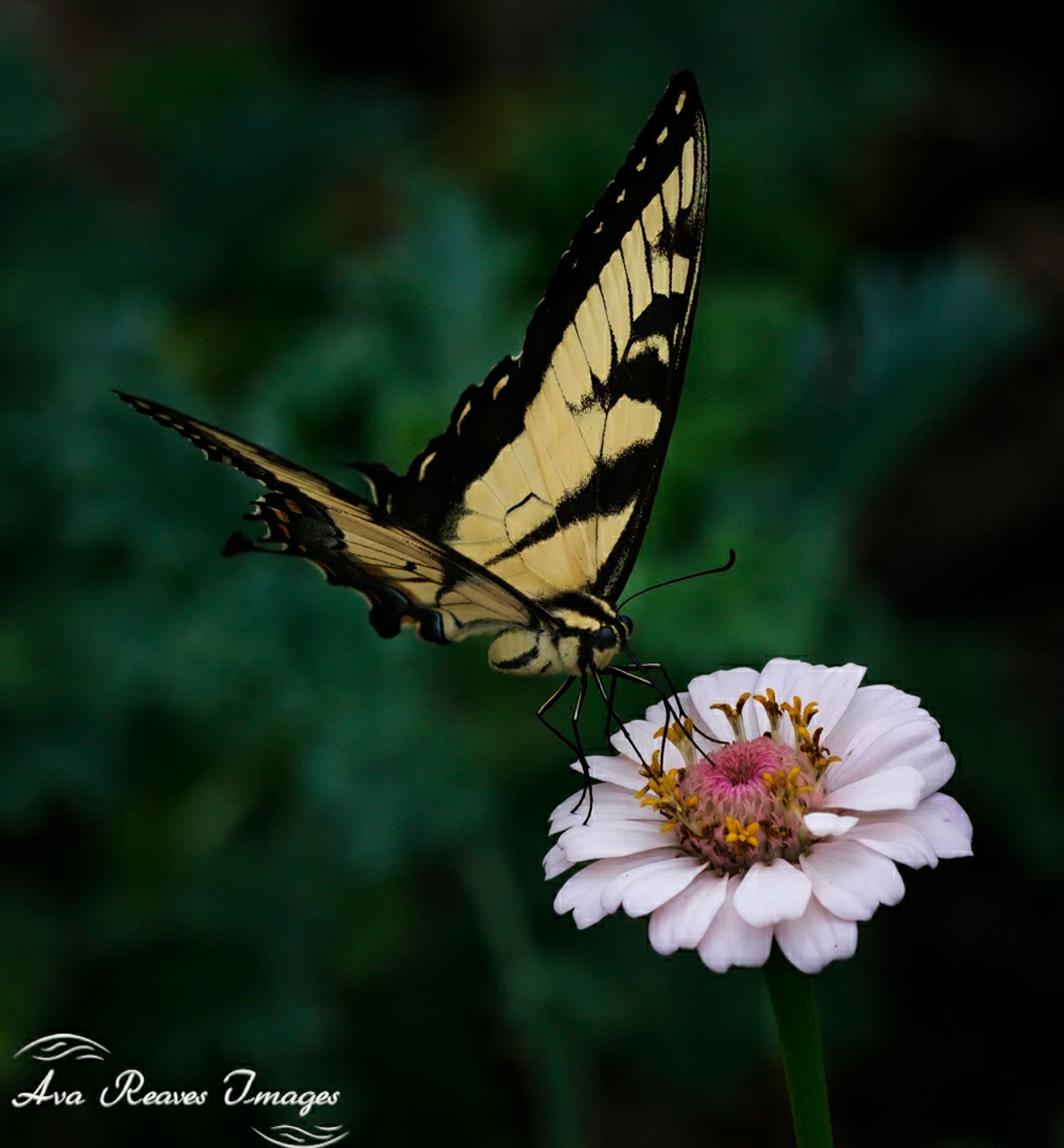 Eastern Tiger Swallowtail butterfly