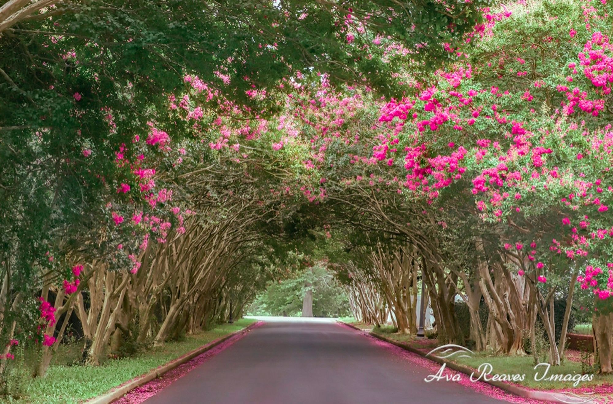 Crepe Myrtle trees form a canopy over the police Memorial way in Richmond VA