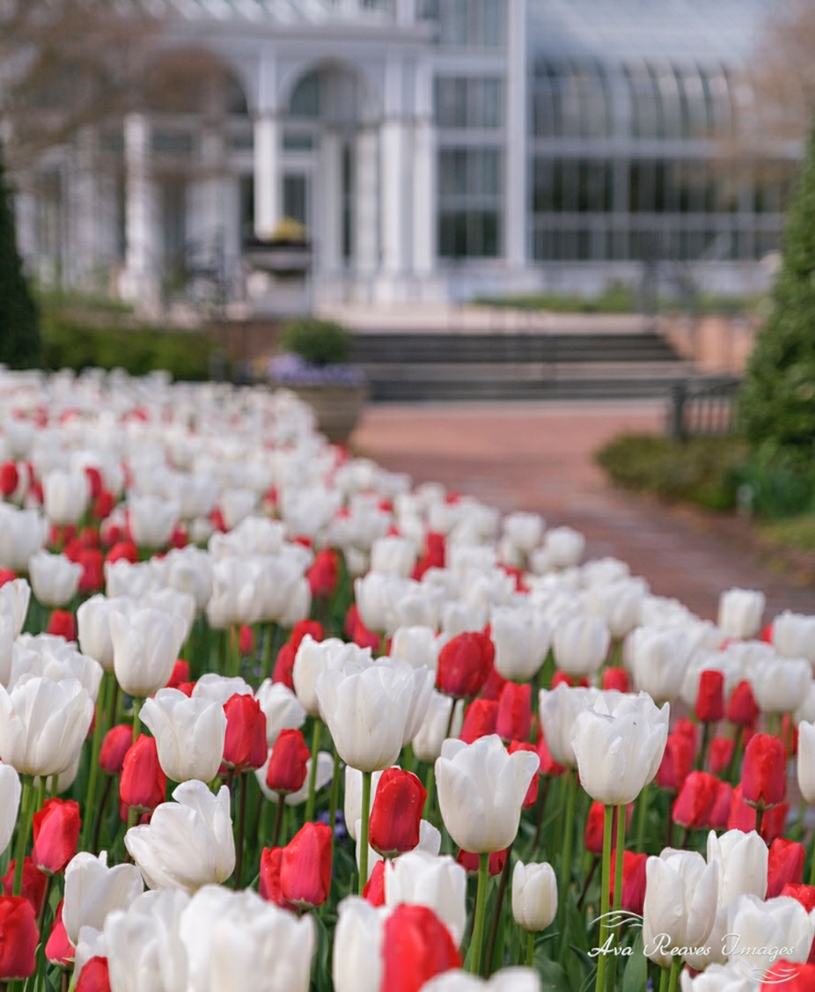 Red & white tulips at Lewis Ginter Botanical Garden