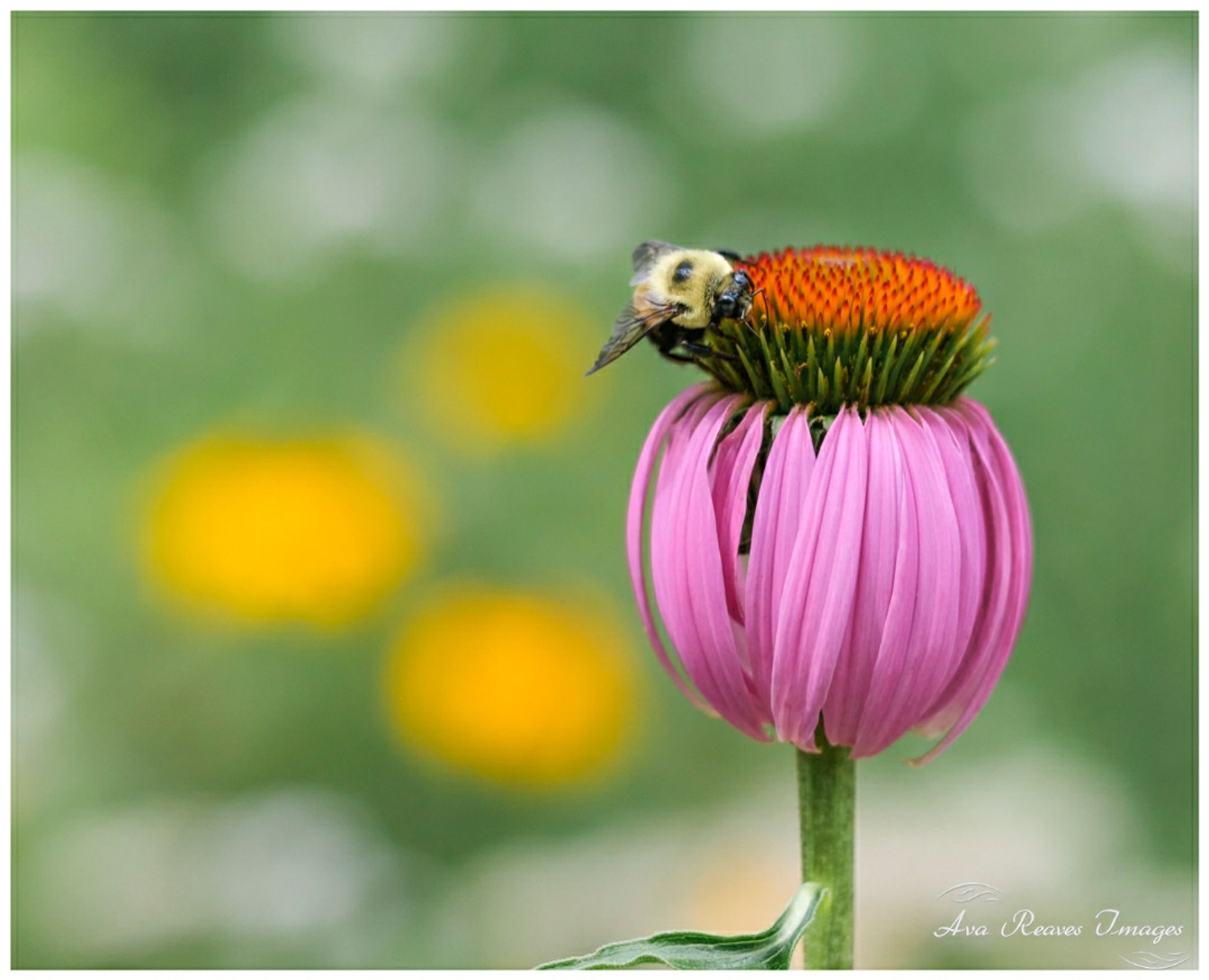 Bee Pollinating on a coneflower in  a garden