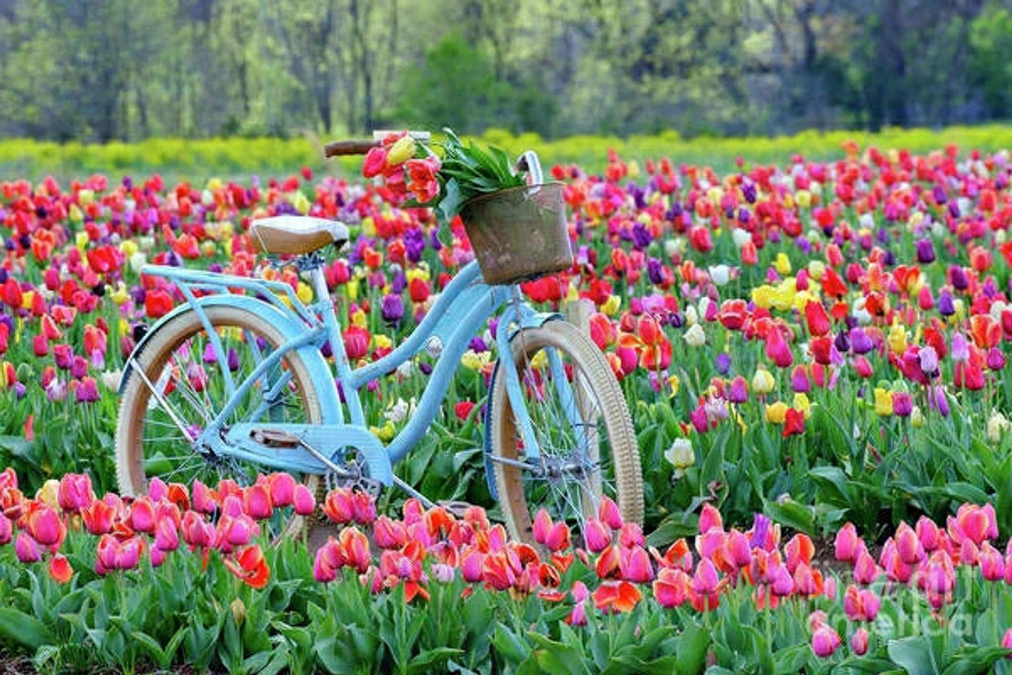 Blue cruiser bike in the tulip field at Burnside Farms in Virginia