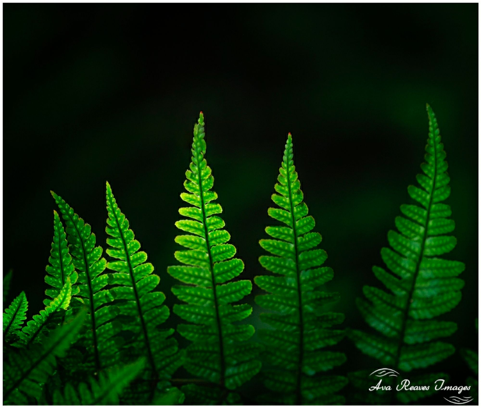 Backlit Ferns