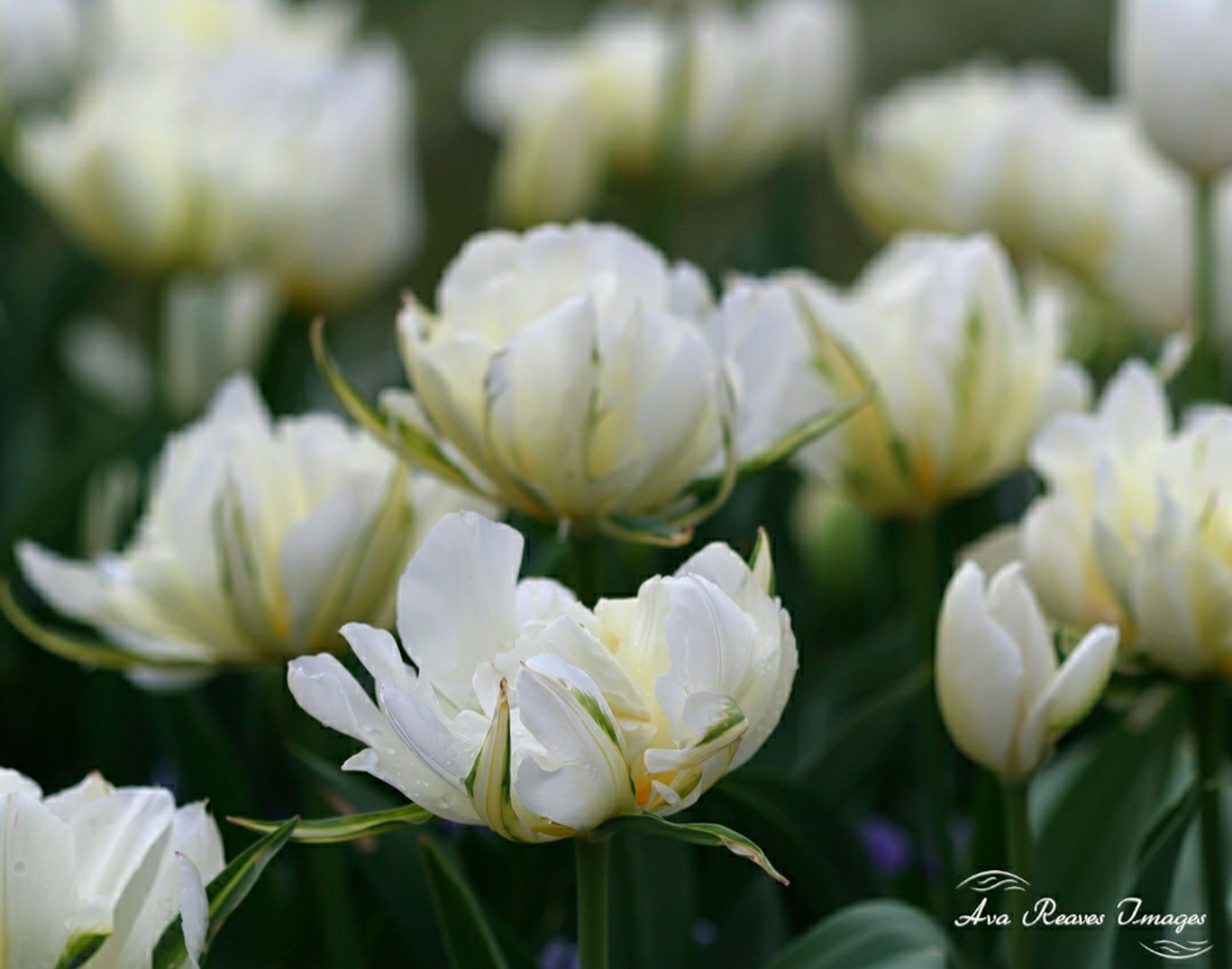 A variety of white tulips at Lewis Ginter Botanical Garden