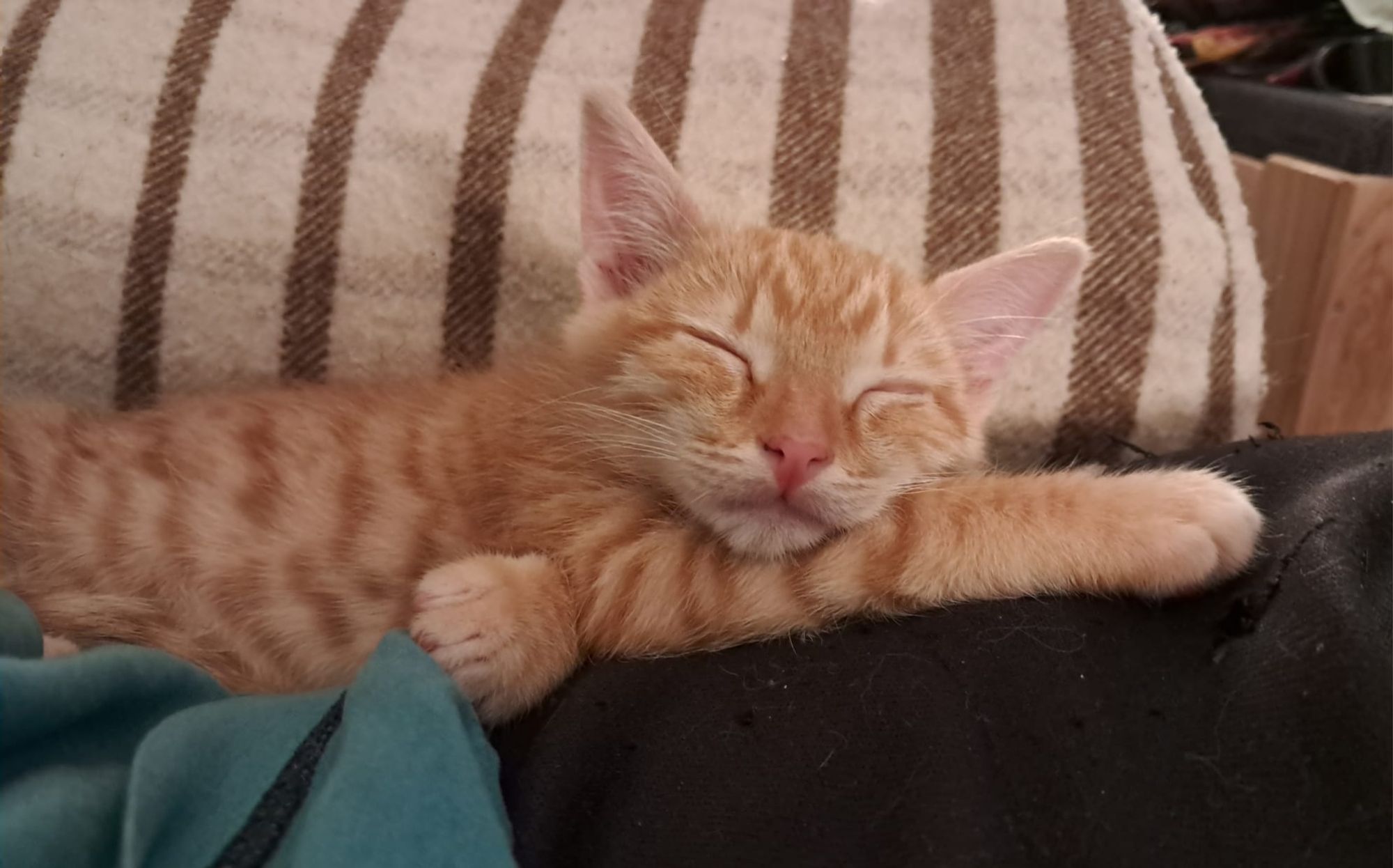 Gato naranja bebé con sus ojitos cerrados