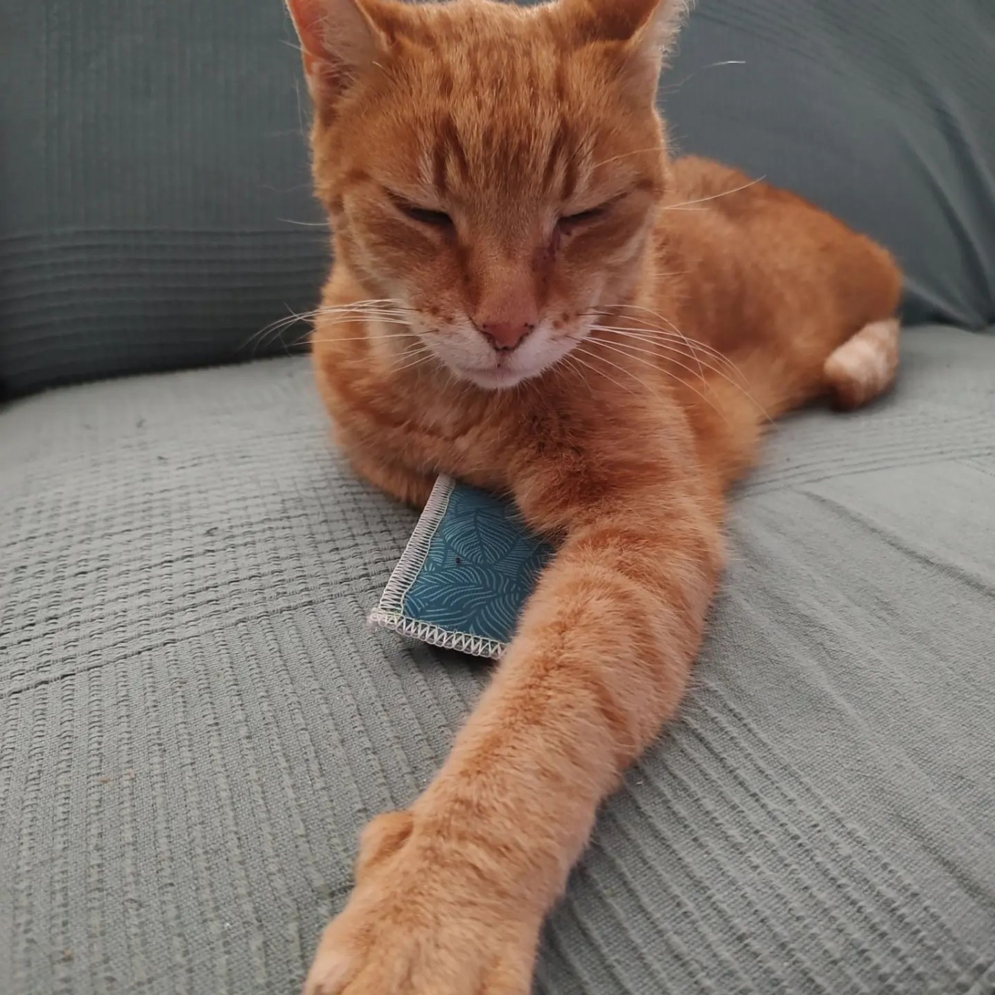 Simba got a new cat nip toy.