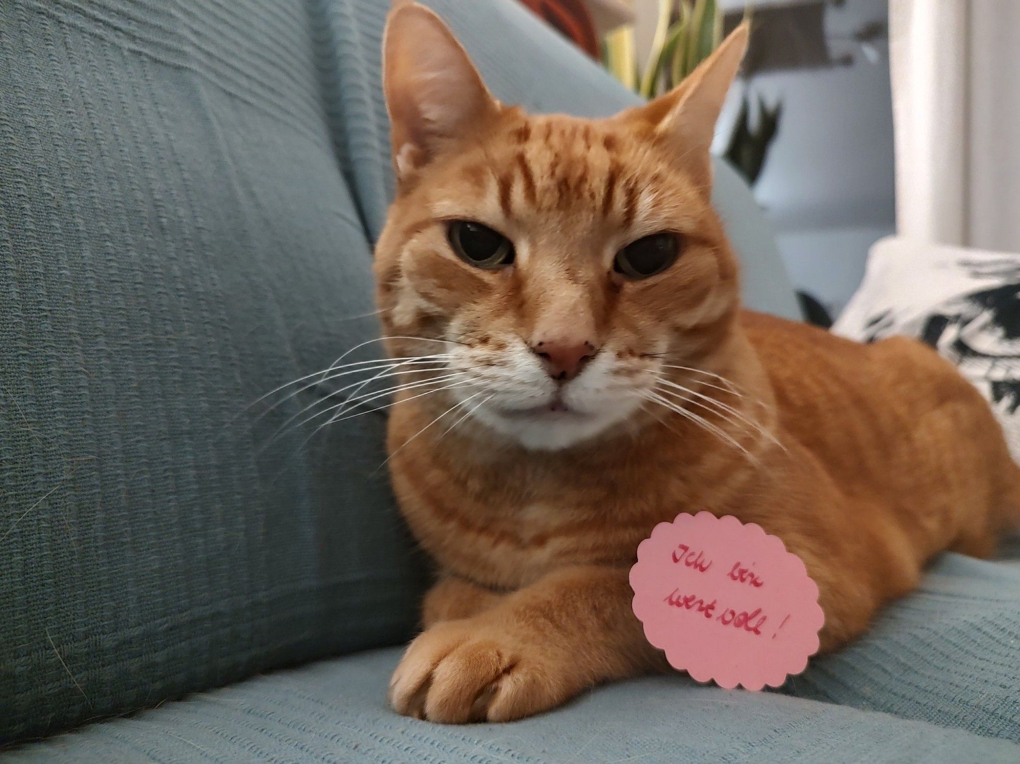 Ginger tomcat Simba sitting on the sofa next to a sign that says: I am valuable