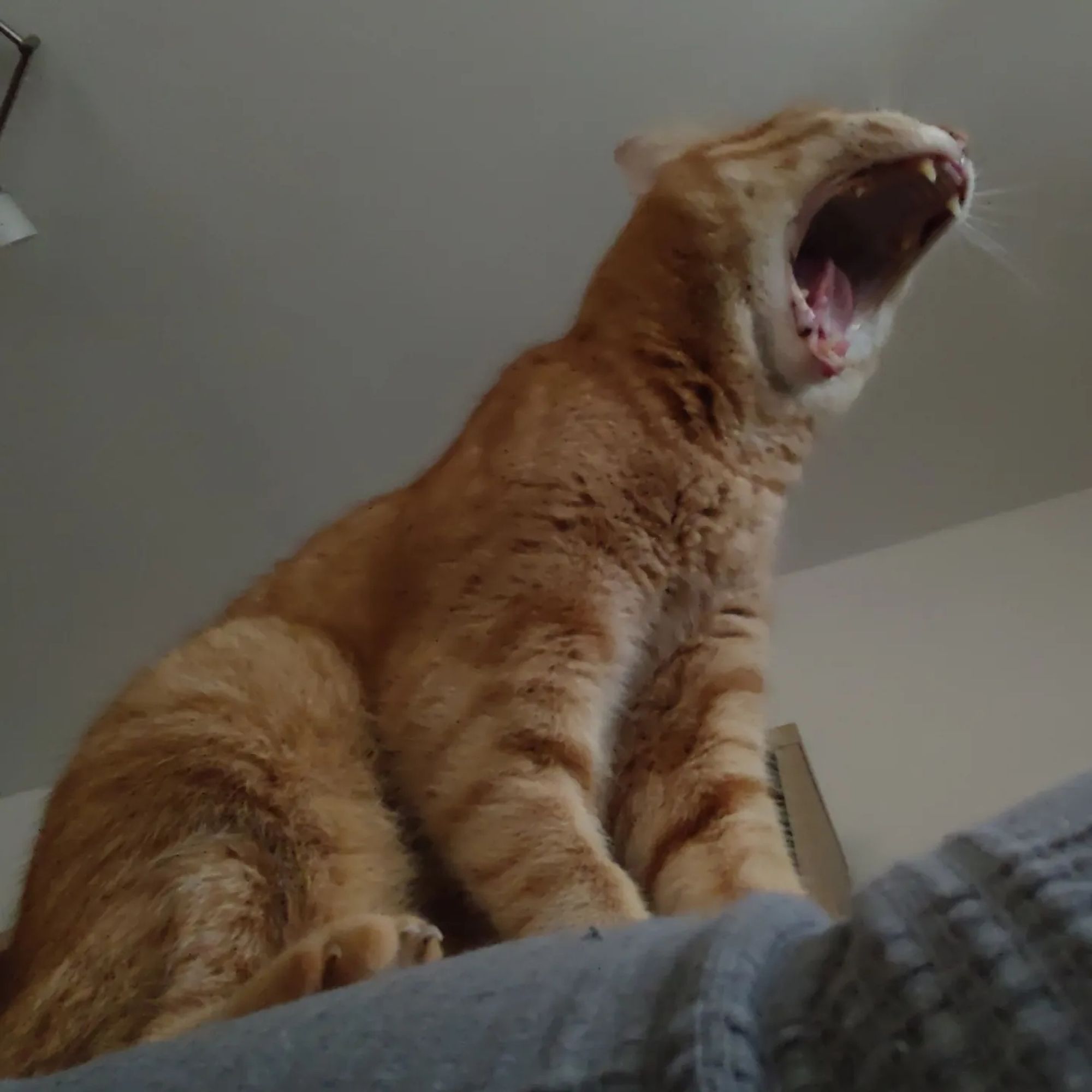 Tomcat Simba roars like a lion