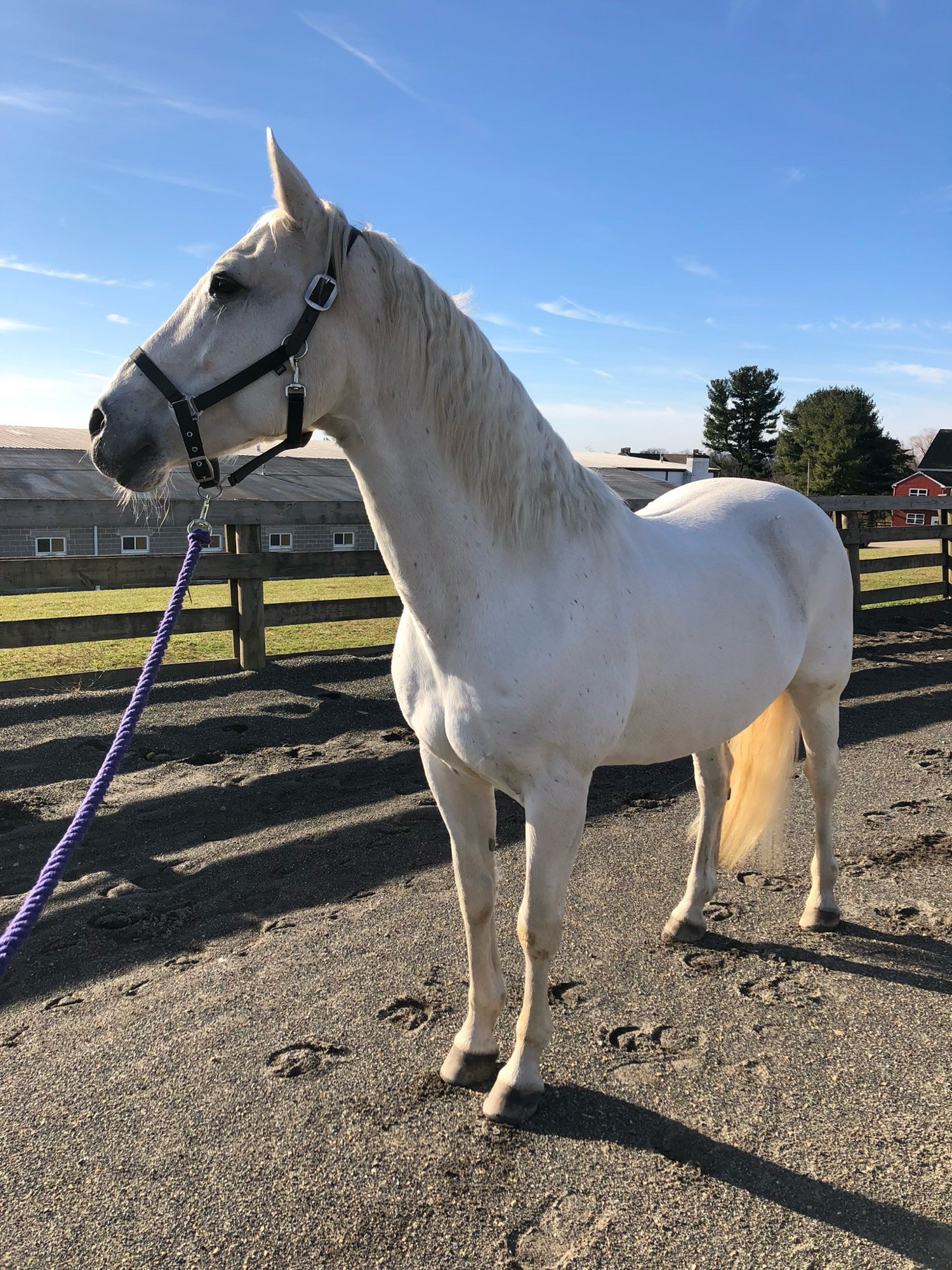 perfect beautiful angel horse andalusian biting my fingers handsomely smart evil pony