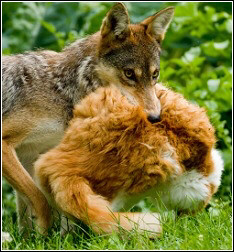 Coyote with cat.