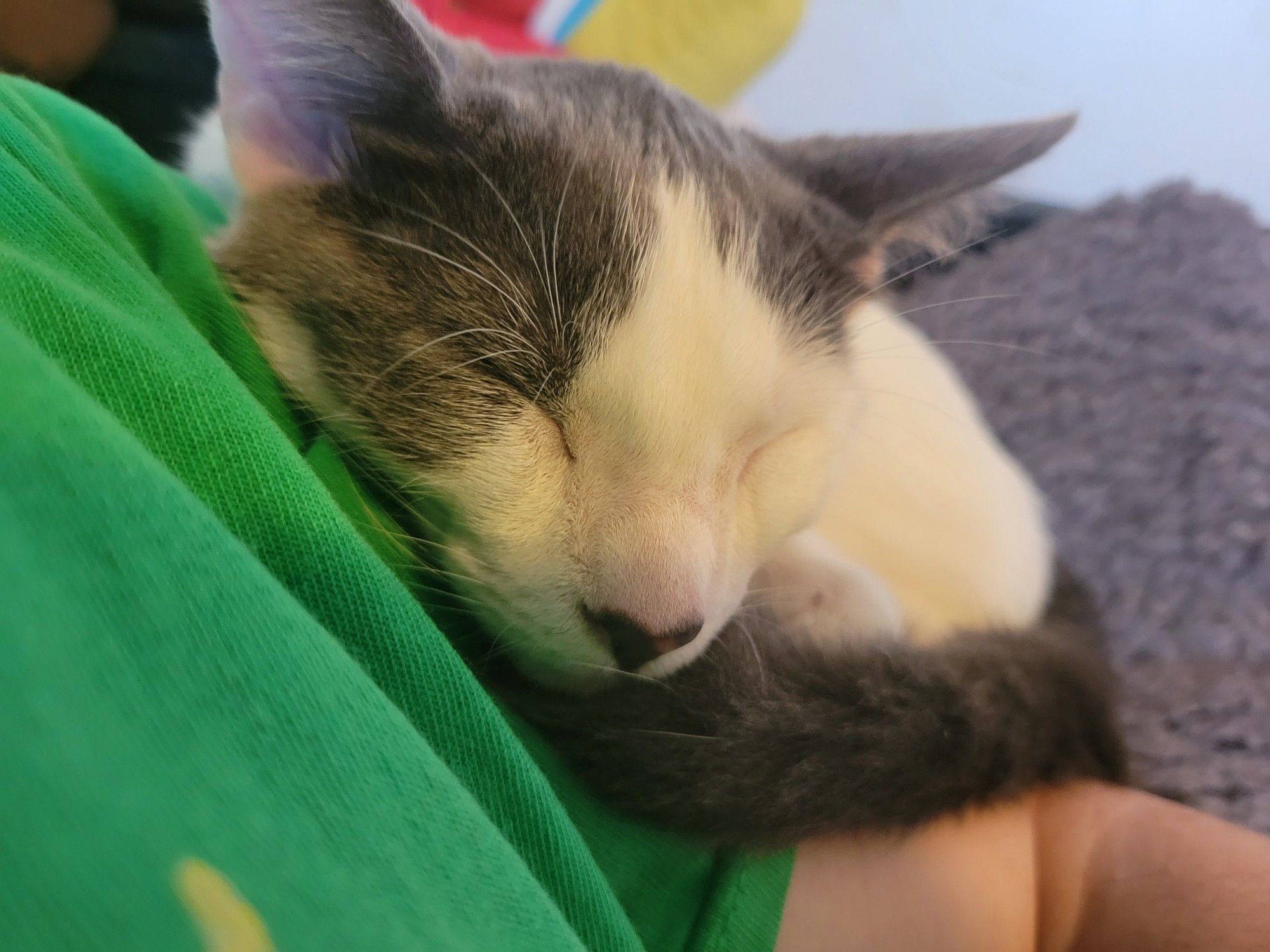 A grey and white kitten curled up on a person's arm, sleeping.