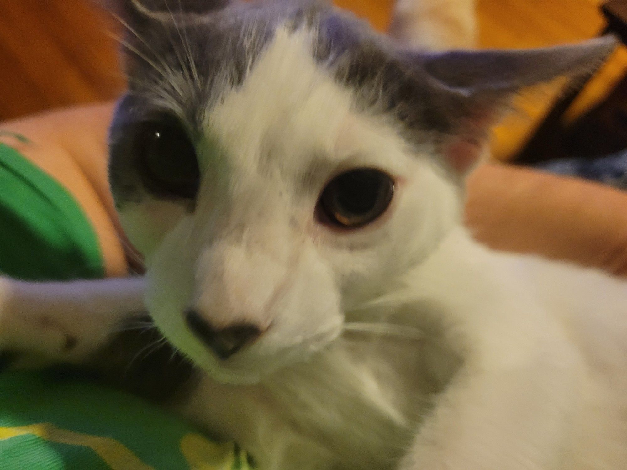 A grey and white kitten looks at the camera plaintively.