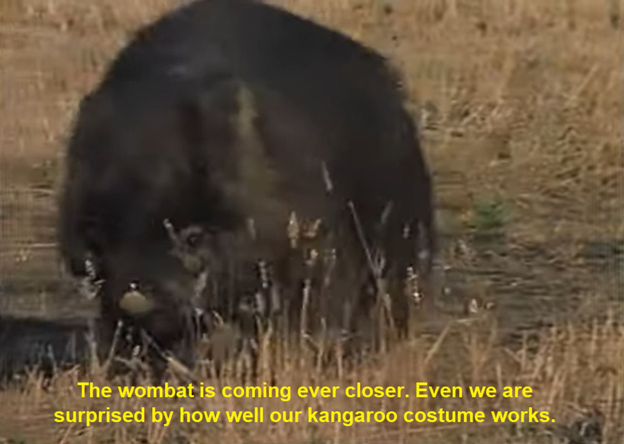 An image of a wombat approaching. The caption reads "The Wombat is coming ever closer. Even we are surprised by how well our kangaroo costume works."