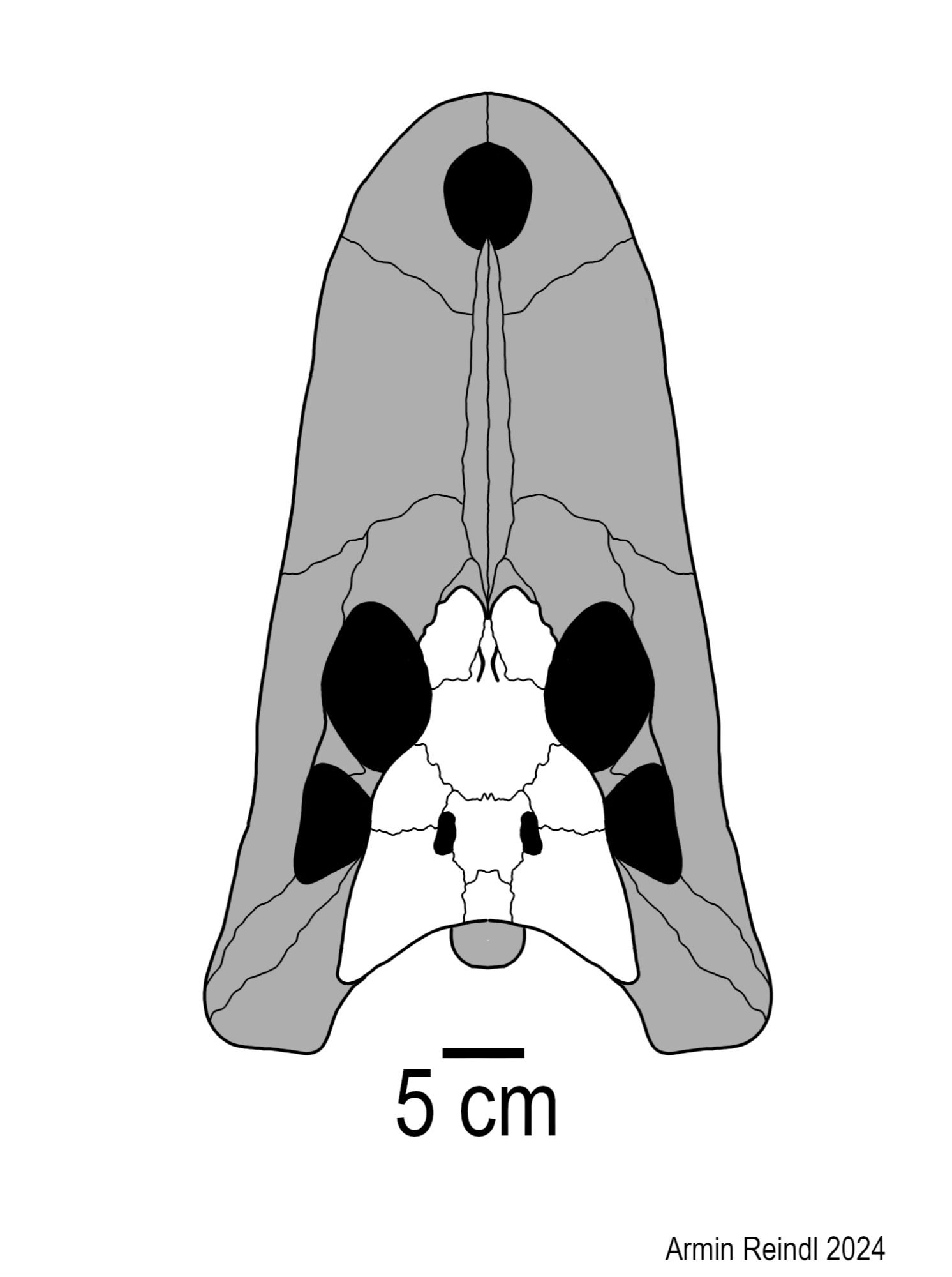 A reconstruction of the skull of Paranacaiman bravardi