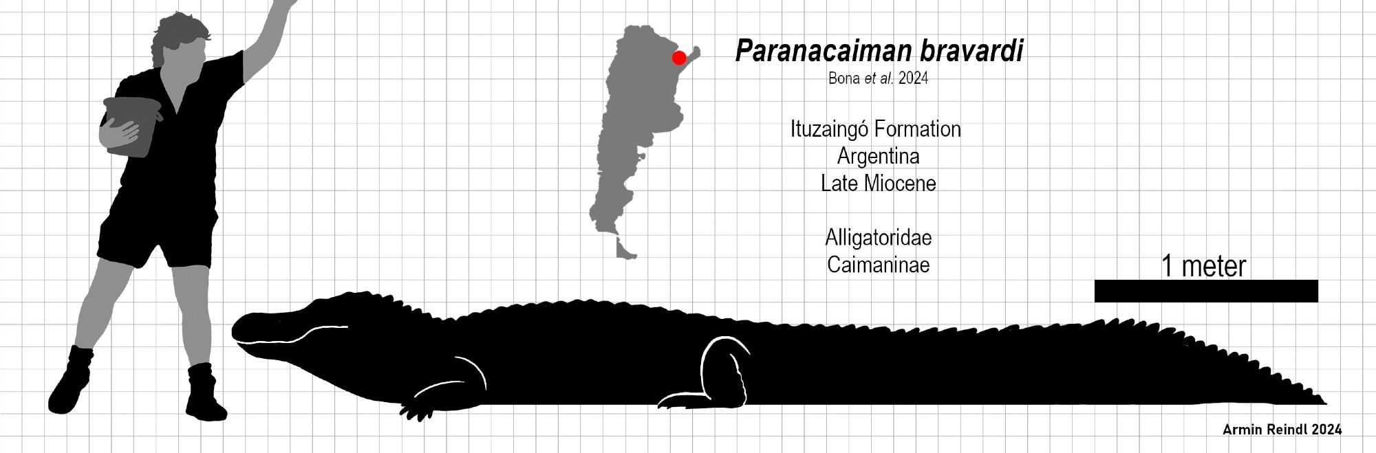 Paranacaiman bravardi compared to Steve Irwin. At five meters its about the size of a large alligator or black caiman