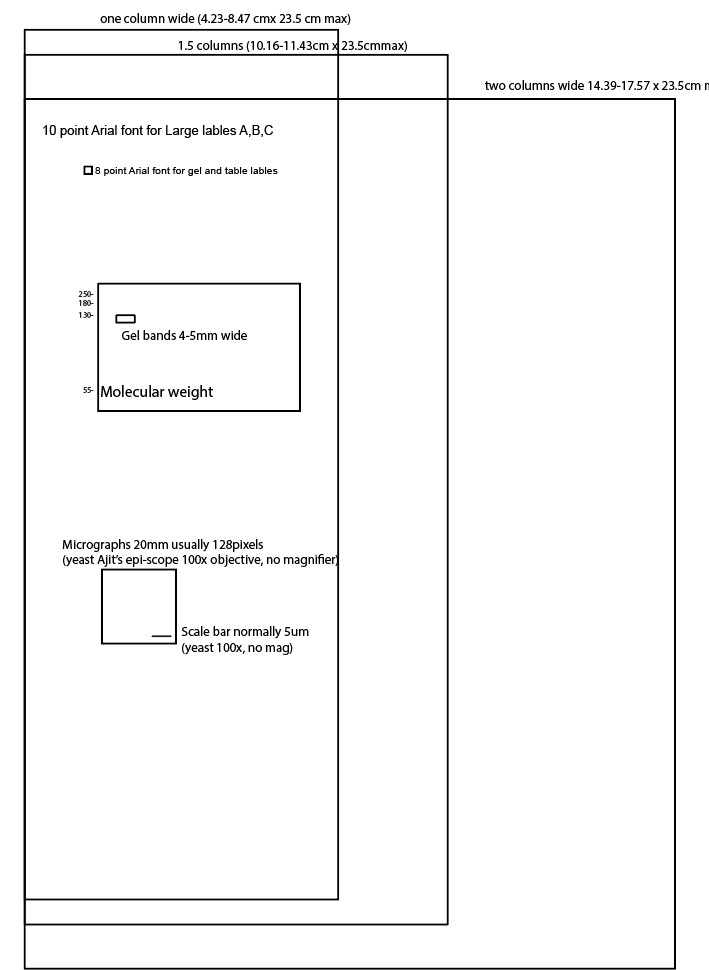 A screen shot of an illustrator file with four large overlapping boxes labeled one column wide, two columns, and three columns. 
A line in 10 point Arial font that says '10 point Arial font for Large lables A,B,C' 
A line in 8 point Arial font that says '8 point Arial font for gel and table lables' A mock up of a gel labled  Gel bands 4-5 mm wide, and common molecular weights
A size for micrographs labled 20mm usually 126 pixels (yeast Ajit’s epi-scope 100x objective, no magnifier)
Scale bare normally 5um