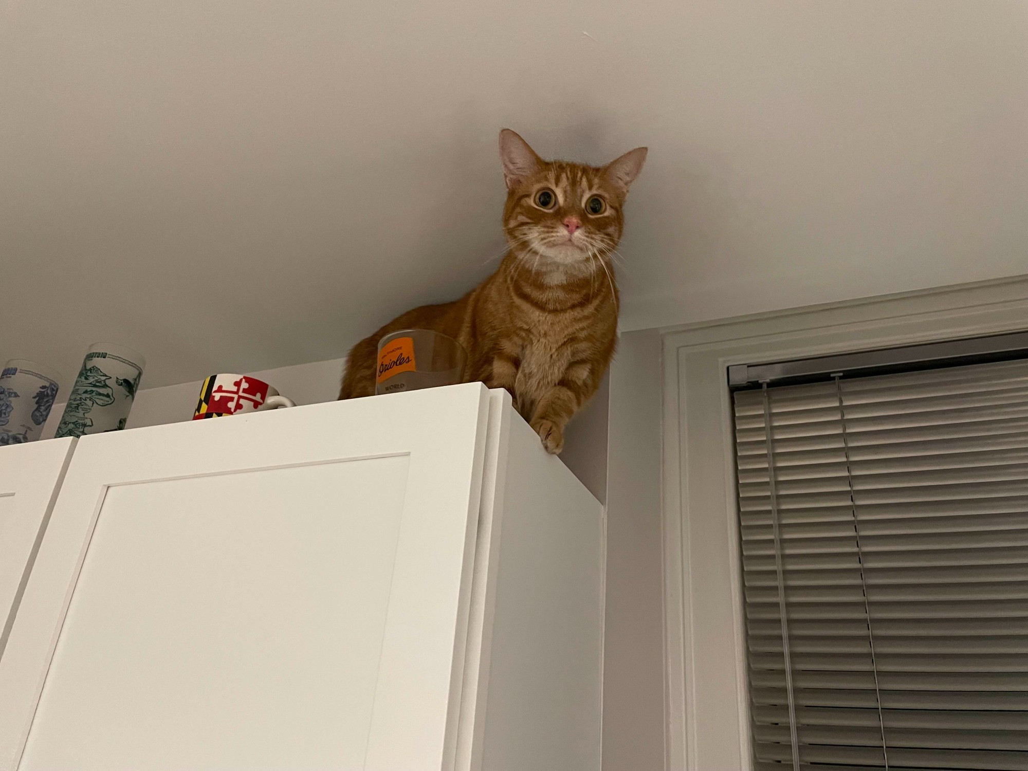 An orange cat on the very top of a kitchen cabinet, nearly touching the ceiling. Her eyes are wide because of the great view from up there.