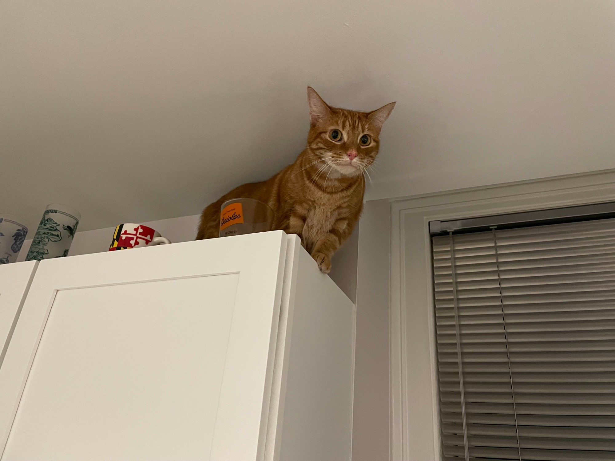 An orange cat on the very top of a kitchen cabinet, nearly touching the ceiling. Her eyes are wide because of the great view from up there.