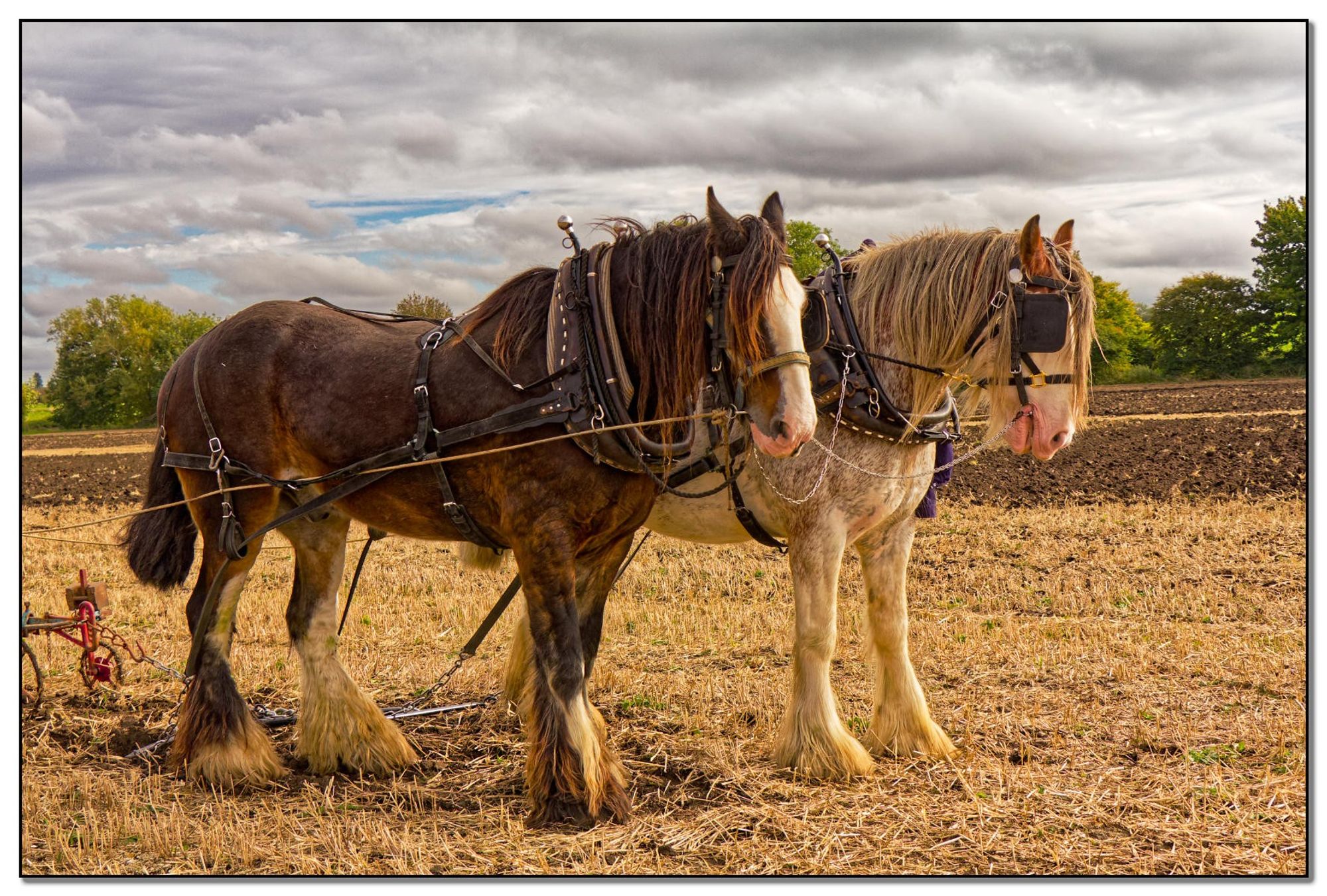 Two draught horses, one brown and one grey, are harnessed to a plow in a field. The brown horse is standing on the left, and the grey horse is standing on the right. Both horses are wearing leather harnesses and blinders. The field is plowed, and there are trees in the background. The sky is cloudy.