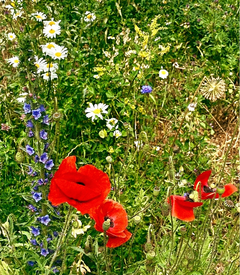 Tricolore végétal