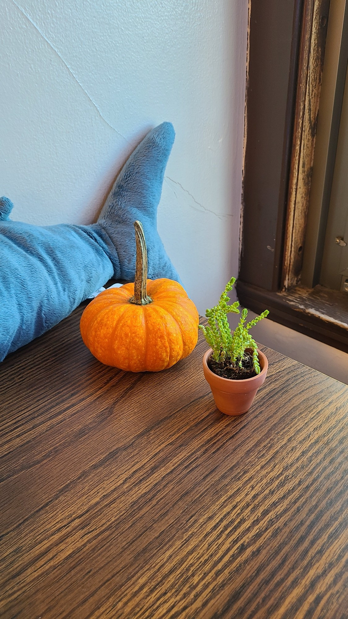 A tiny succulent plant and small pumpkin on a wooden dresser drawer