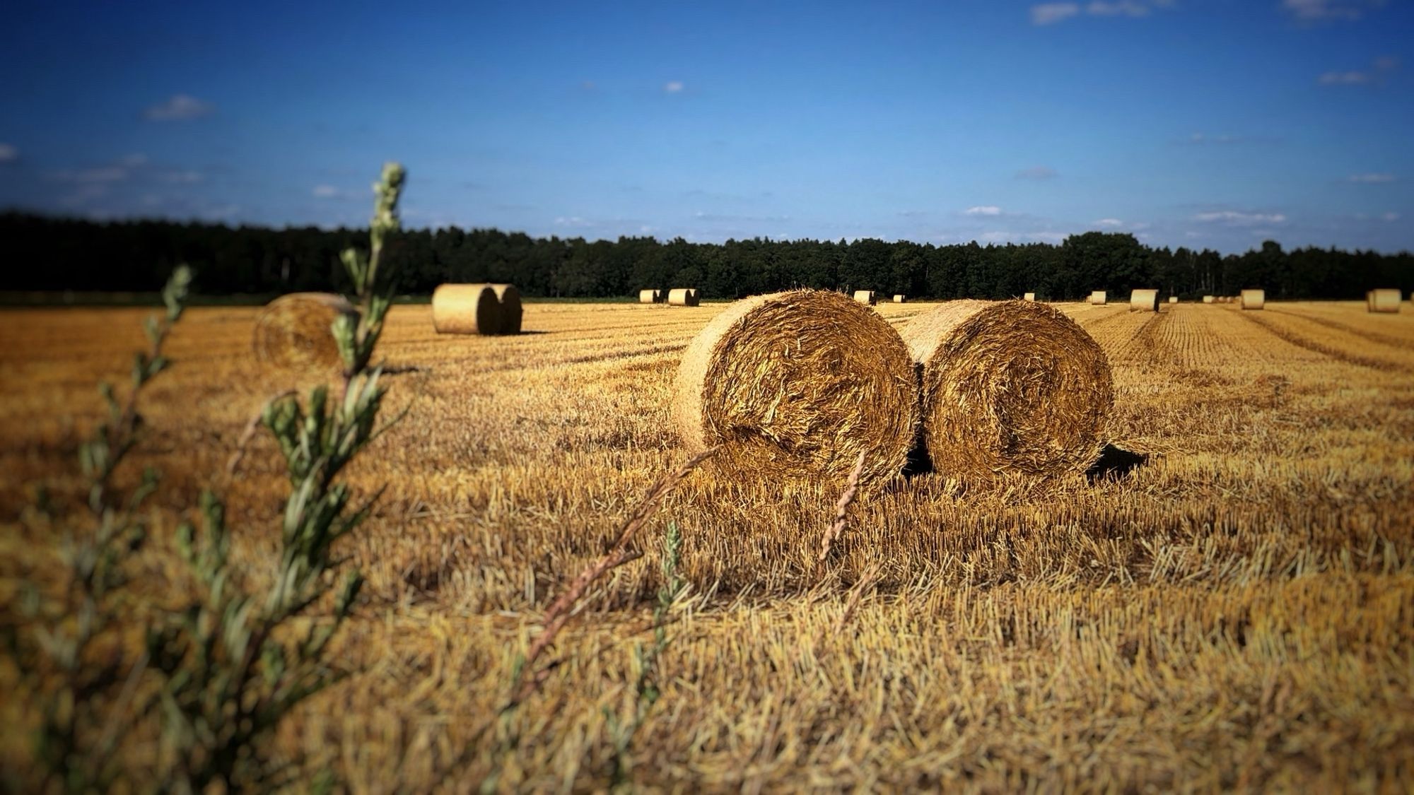 Ein Paar Strohrundballen auf einem Feld.