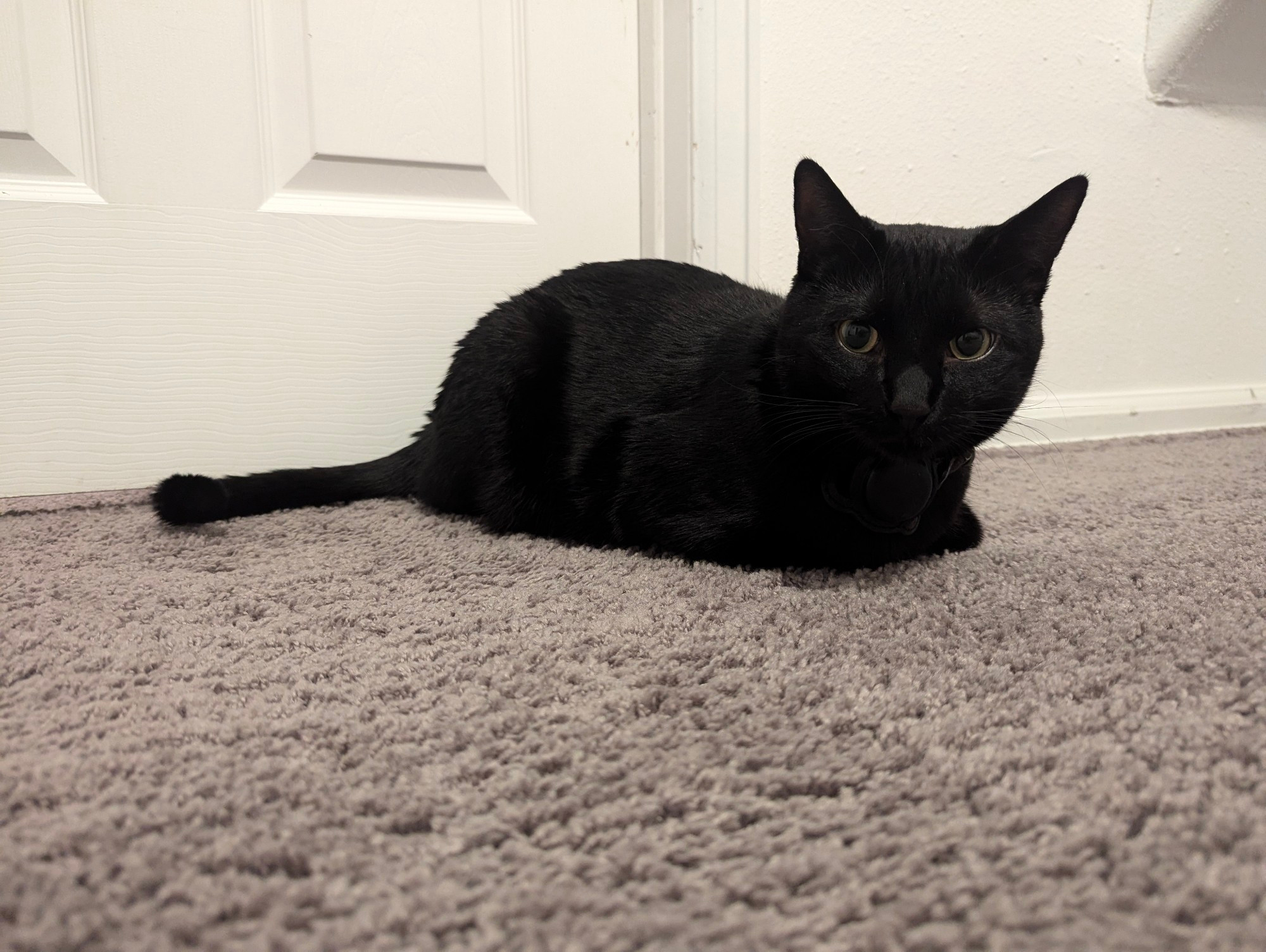 A black cat loafing.