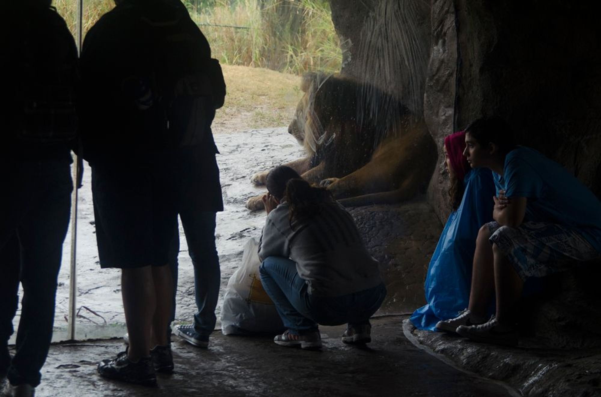 The lion enclosure at Busch Gardens, Tampa. The silhouettes of standing guests can be seen on the left, backlit by the light shining through the glass of the enclosure. On the right, two teenagers, one dressed in rain gear, sit on a fake rock. Their features are dampened by rain. The low light creates a heavy chiaroscuro on their figures, and their faces in profile mirror that of the head of the lion behind the muddied glass. A woman in front of them is kneeling to take a photograph.