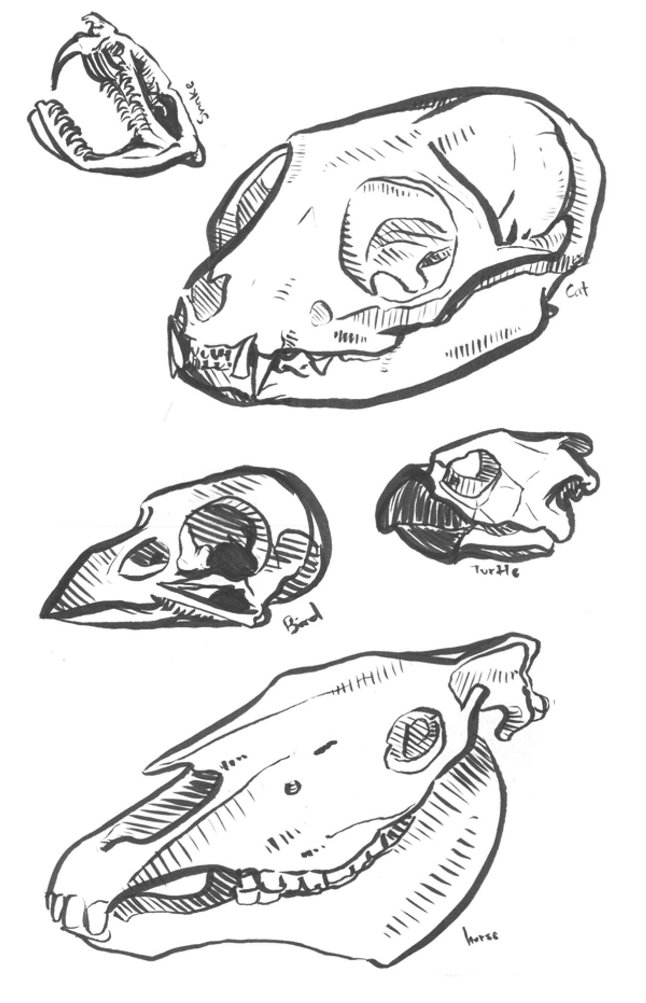 An inked sketch of five skulls - a snake, a cat, a bird, a turtle, and a horse.