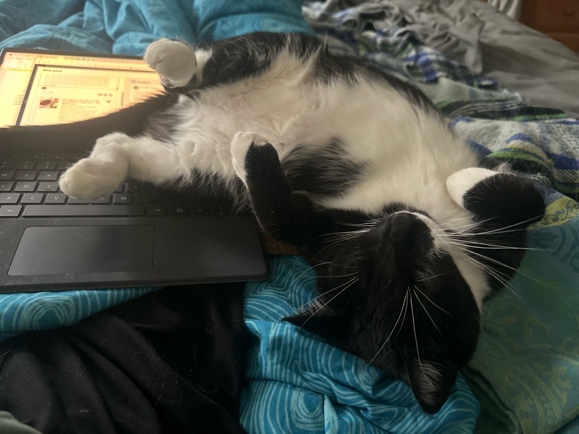 Benson the tuxie is lying on his back, all 4 paws curled and his tail across the laptop so no work can be done