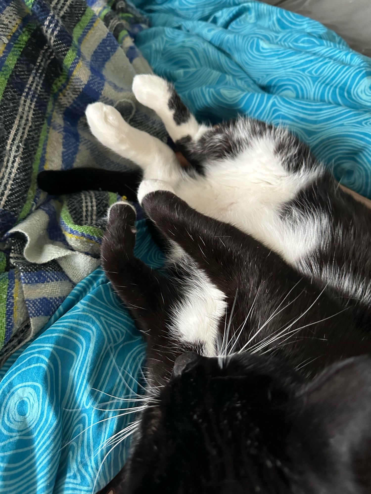 A tuxedo cat is sleeping on his back with all four paws curled