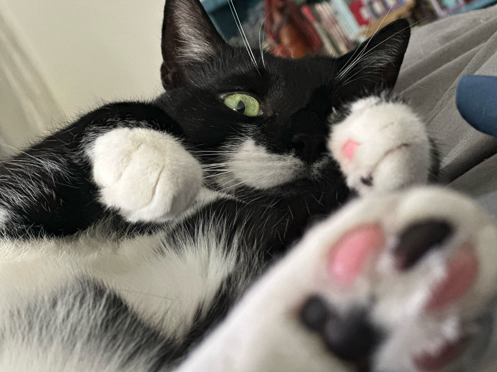 A green-eyed tuxedo cat peers at you. He’s lying on his back. His front paws are curled and his back toes are in the foreground