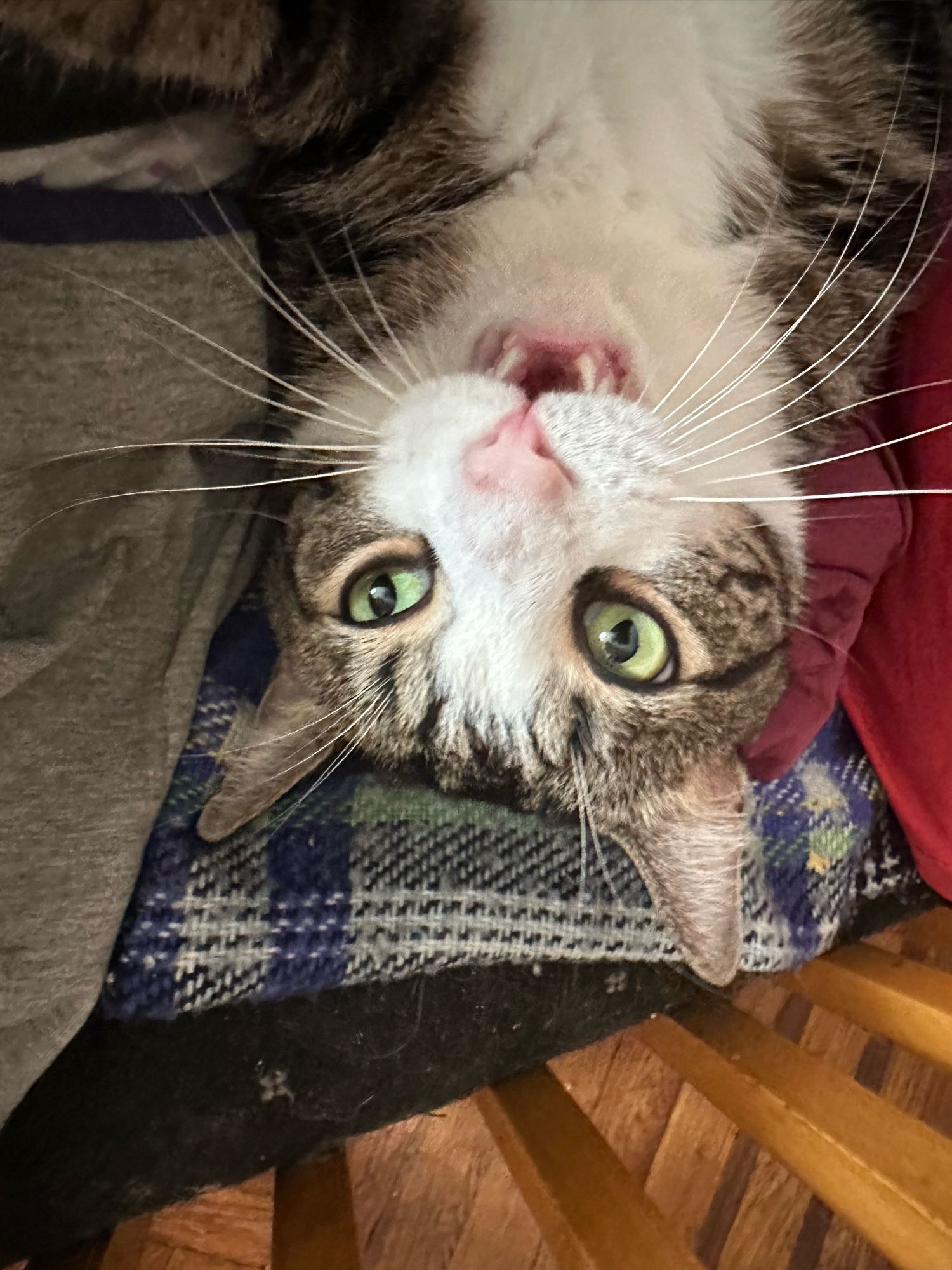 An upside down tabby cat face. He has green eyes and his mouth is open mid-sentence