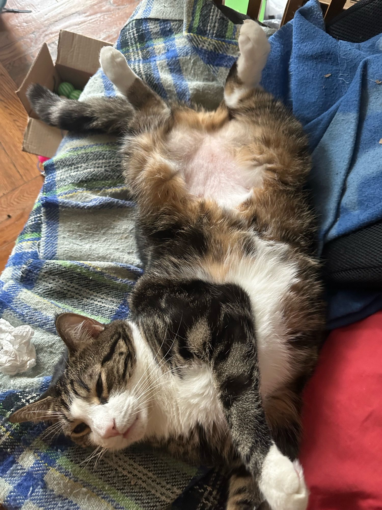 Monkey the tabby is lying in his side but his back paws are pointed up to the ceiling