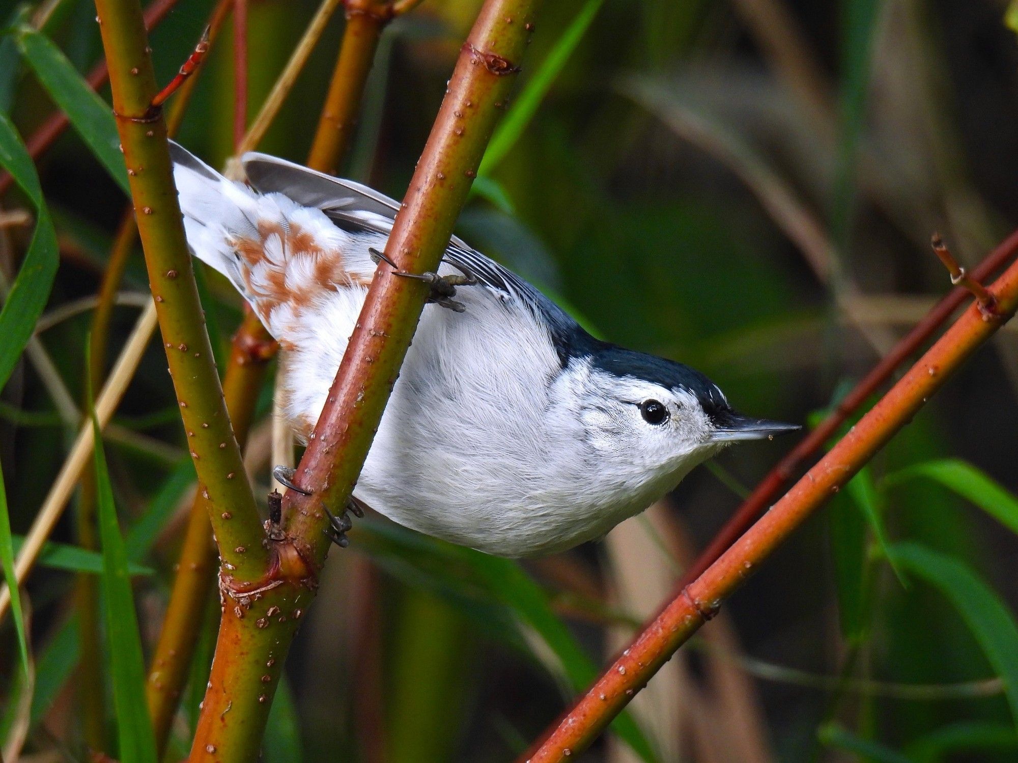 A white breasted nuthatch hanging from a branch with its tummy facing the camera