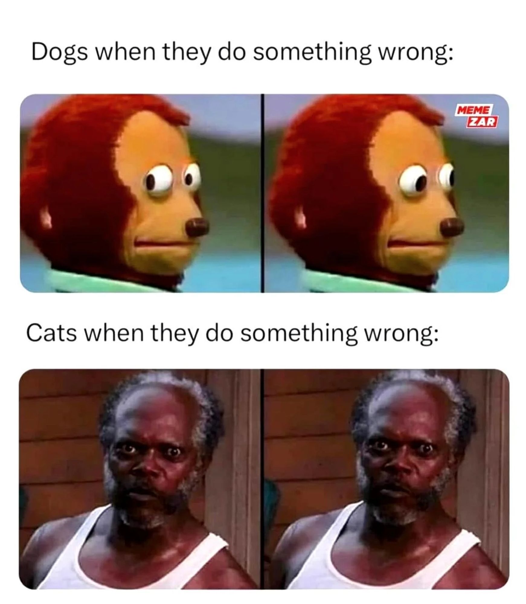 Side eye guilty meme with the caption "dogs when they do something wrong" over two of the same picture of Samuel L Jackson aggressively staring into the camera with the caption "cats when they do something wrong"