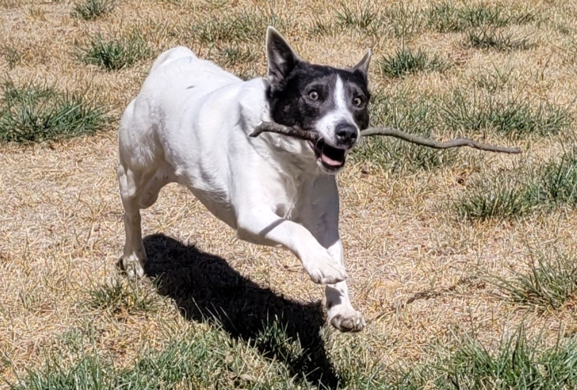 ditto, but now Ruby is running a little more towards the camera.