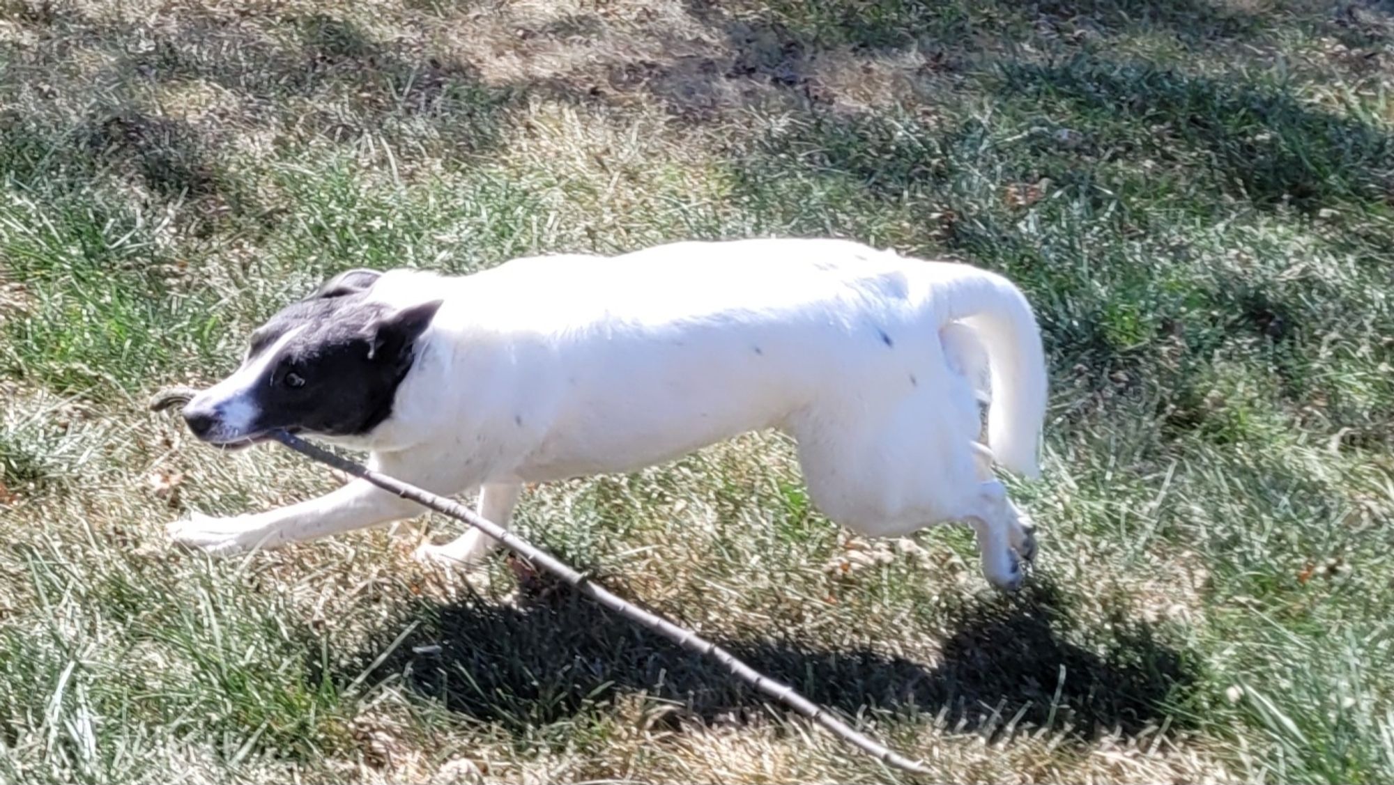 Ruby, a white dog with a black "mask" pattern over her cheeks, eyes and ears, sprints with a long, thin stick in her mouth.