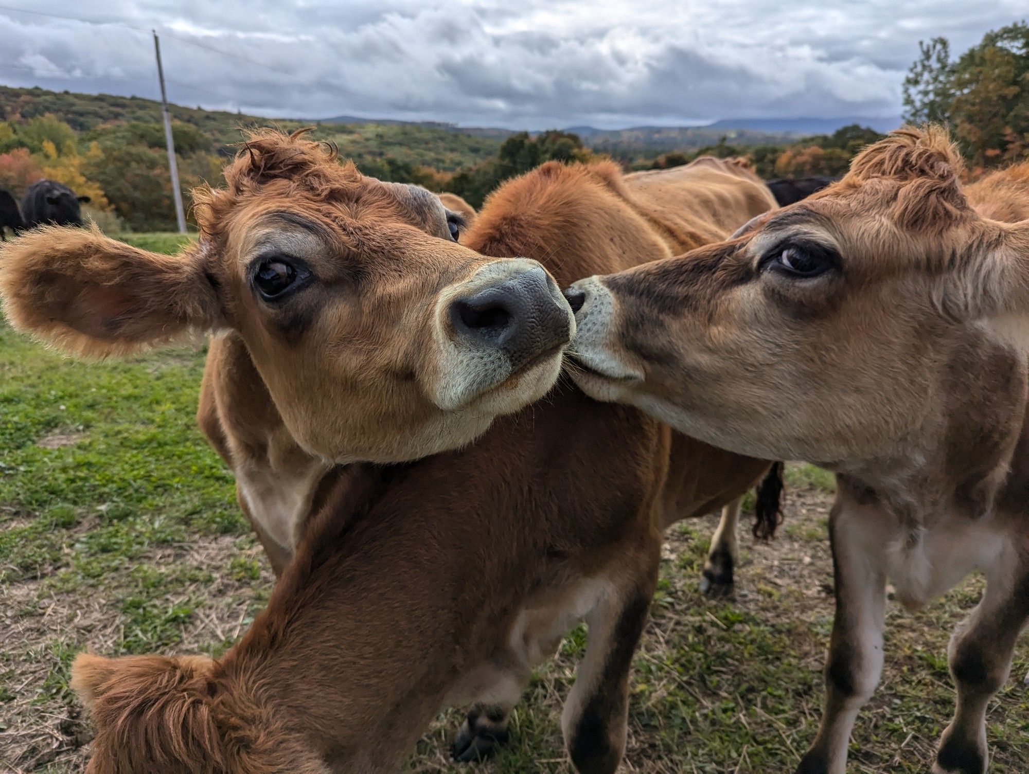 Two Jersey cows nuzzle each other over the back of a third. Cloudy sky, trees of changing colours grass and dirt are in the background.