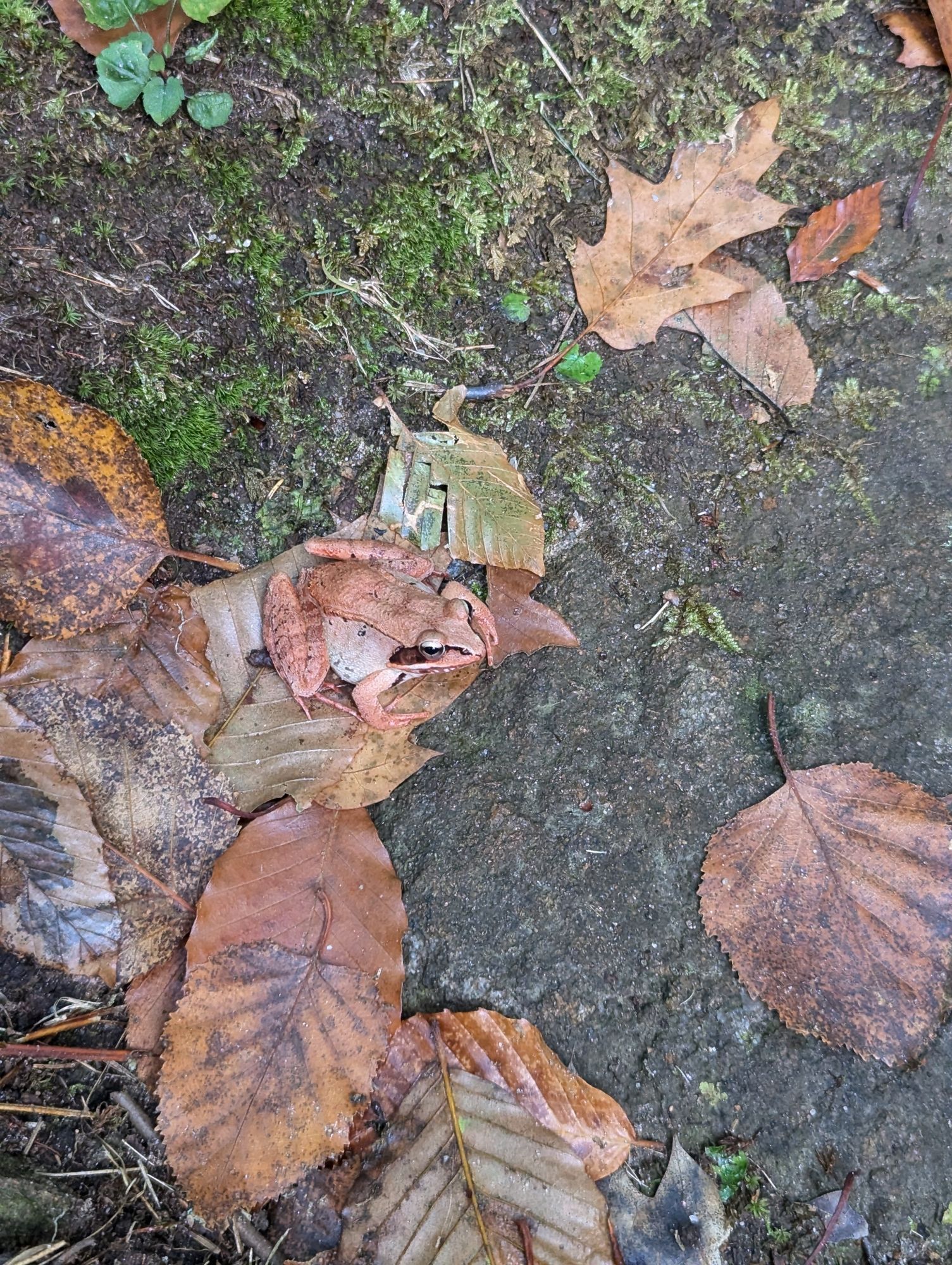 A wood frog blends against the colour of fallen leaves on the ground