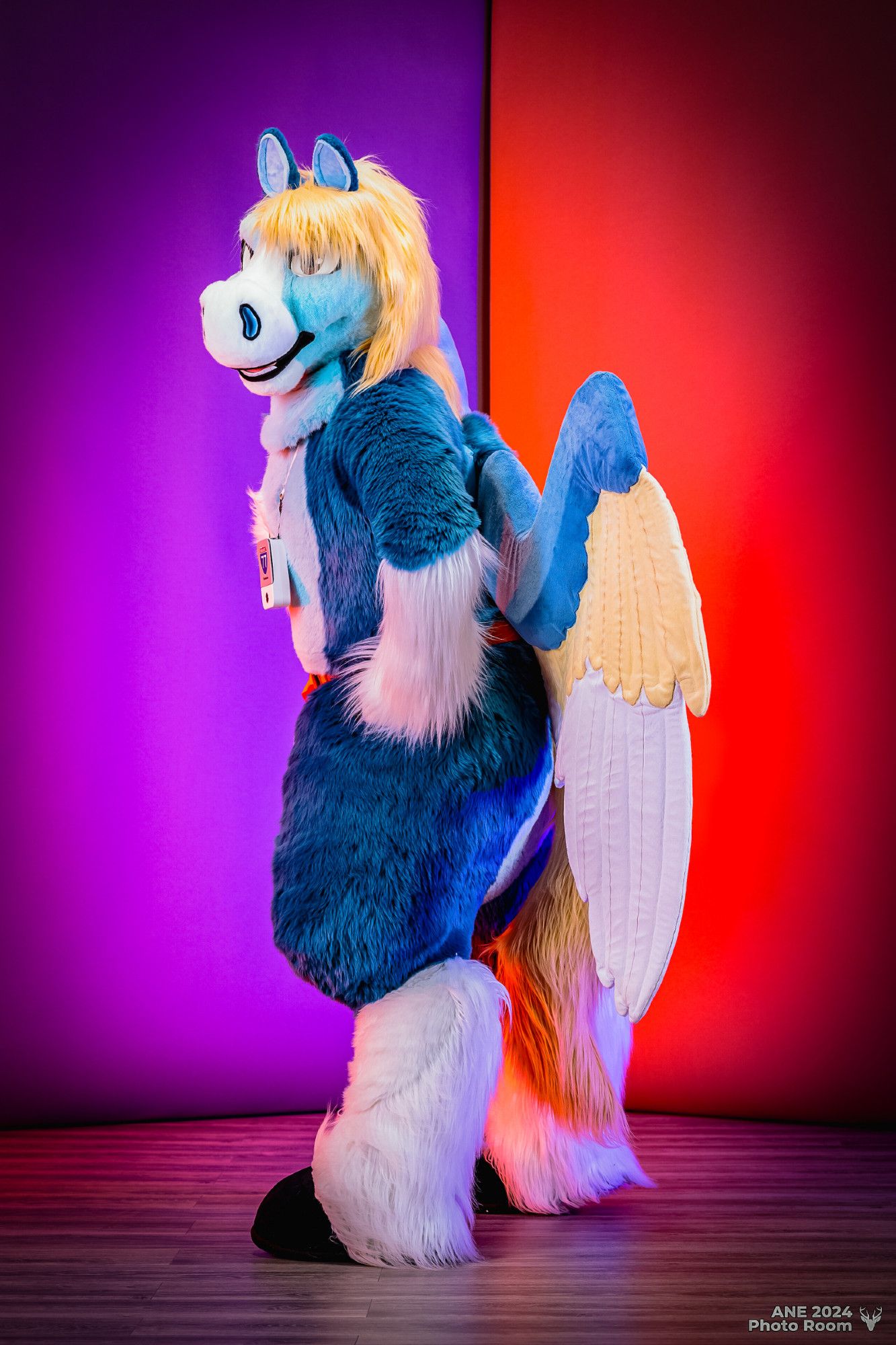 This is a photograph taken in the photo room at Anthro New England 2024, with a purple and orange color-blocked backdrop. In the center of the picture is a blue pegasus fursuiter with big wings; he's turned to camera-left with his hands on his hips and his head looking over his left shoulder.