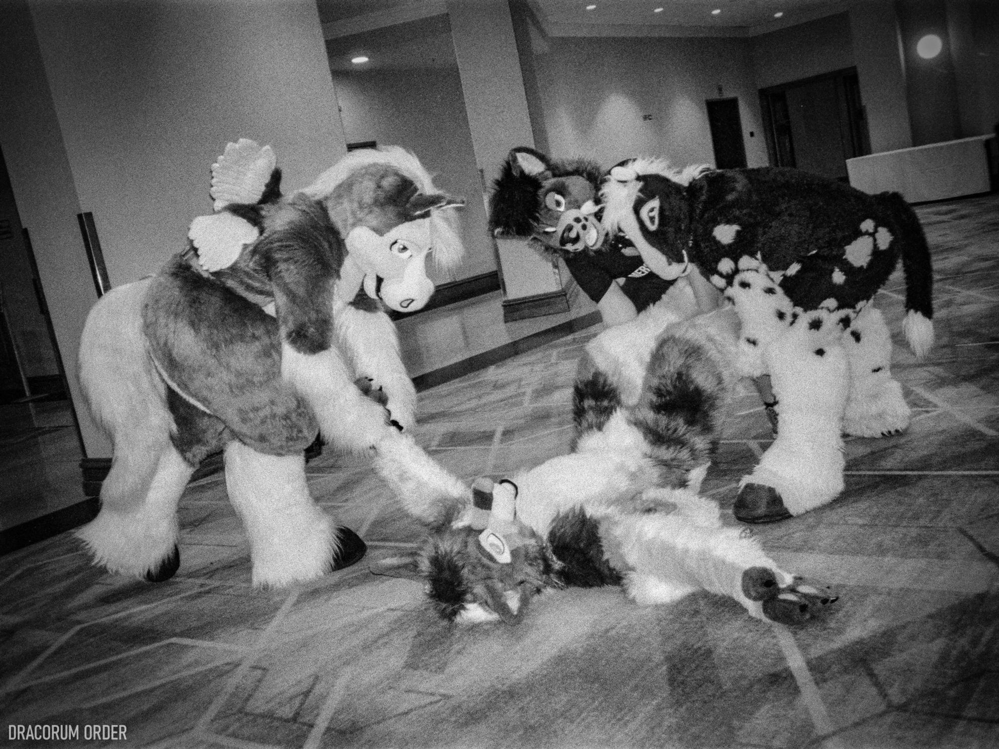 A black-and-white film photograph of four fursuiters at ConFuzzled 2024. A folf is sprawled on his back on the floor, and surrounded by a pegasus, wolf, and hornless unicorn. They are all holding a limb of the folf and appear to be struggling to lift him up off the carpet.