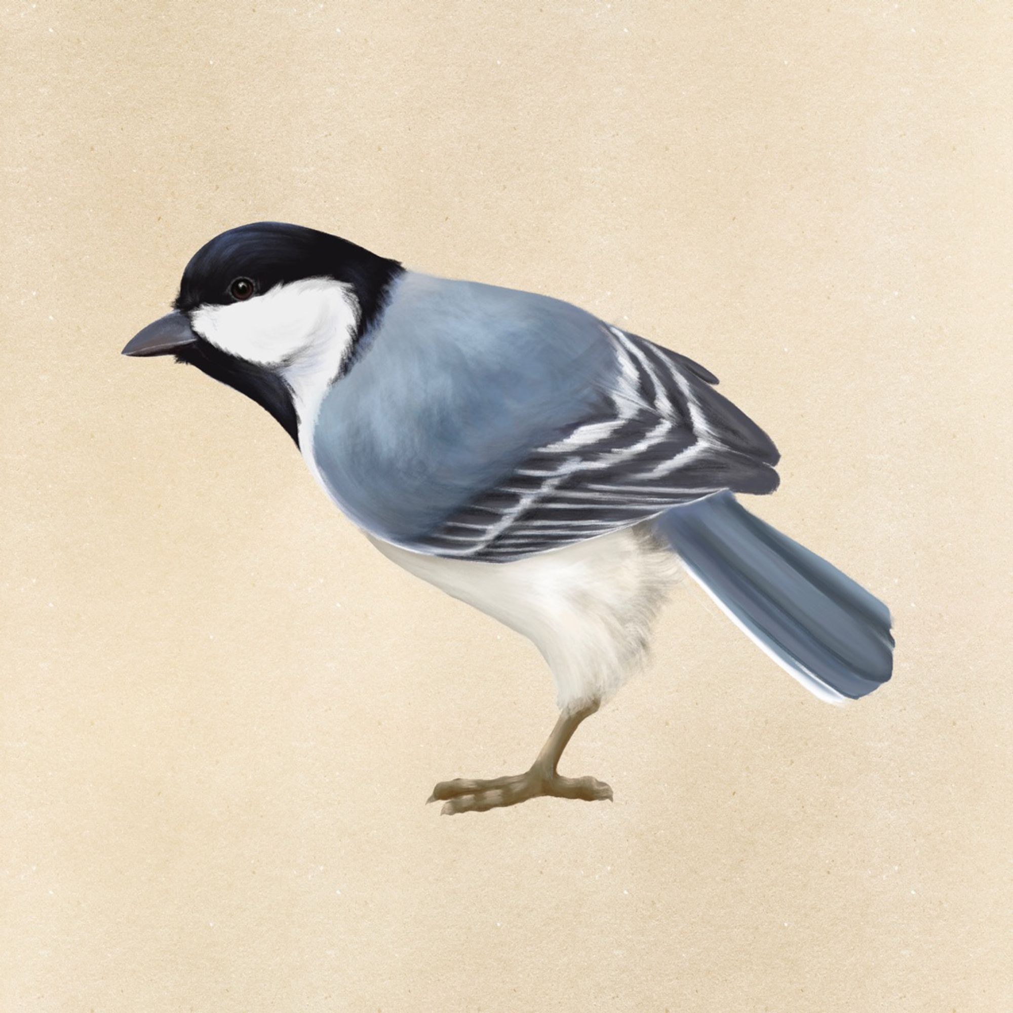 Digital illustration of a small blue bird.